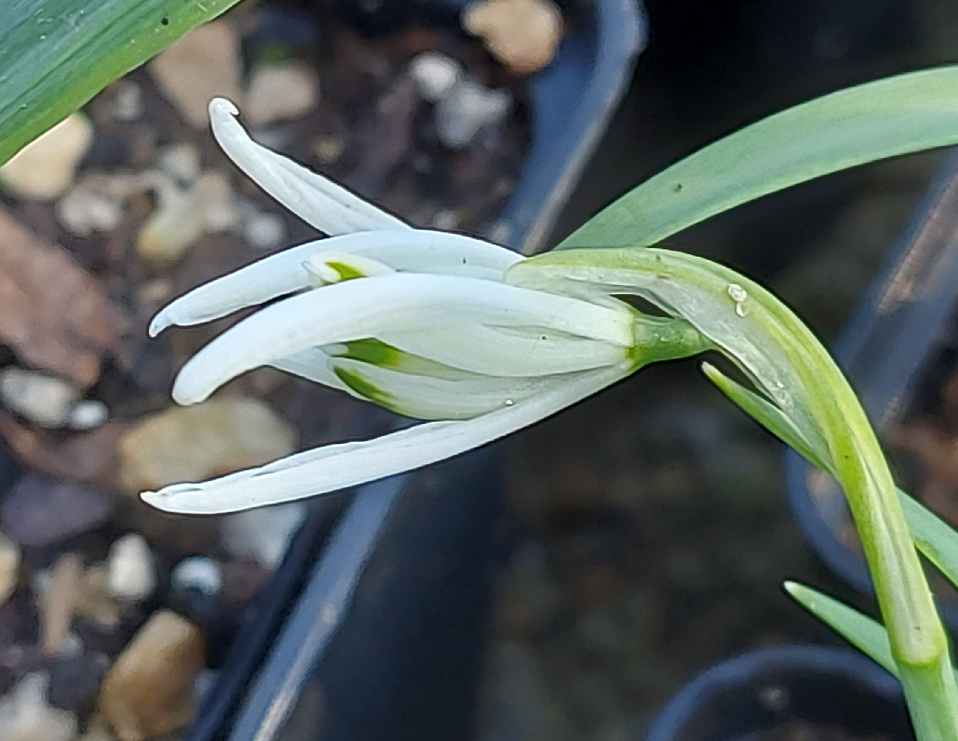 Galanthus Ermine Spikey