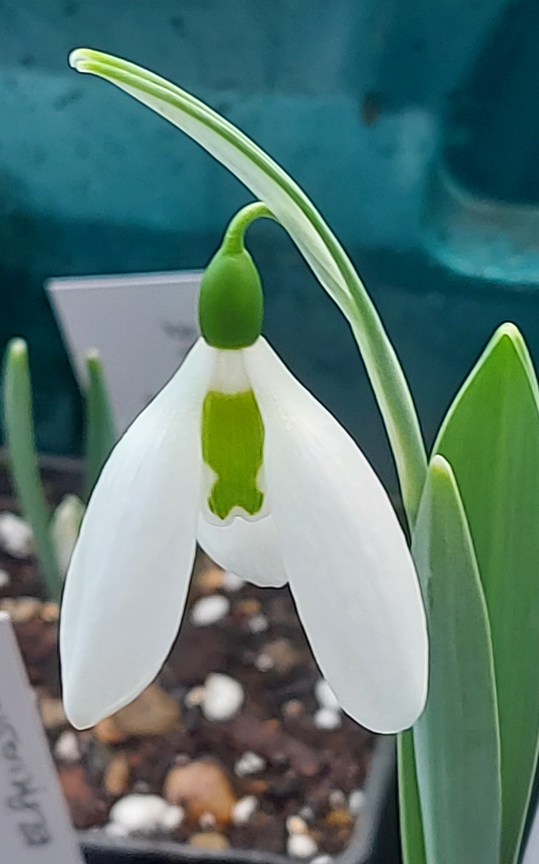 Galanthus Aunt Nellies Danglers