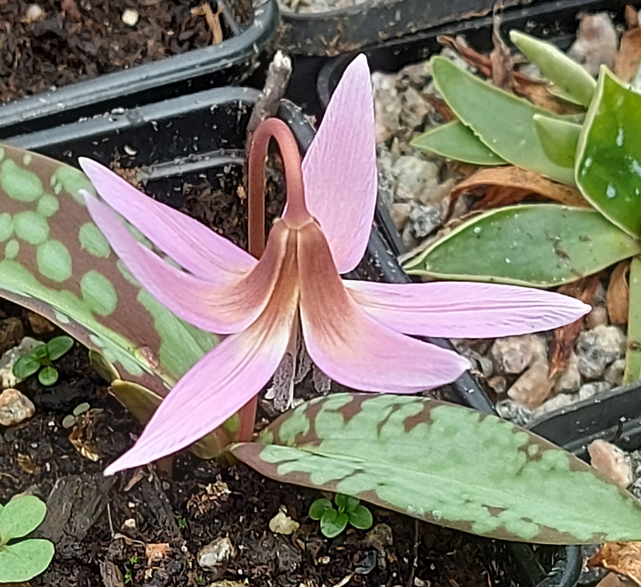 Erythronium dens-canis Old Aberdeen