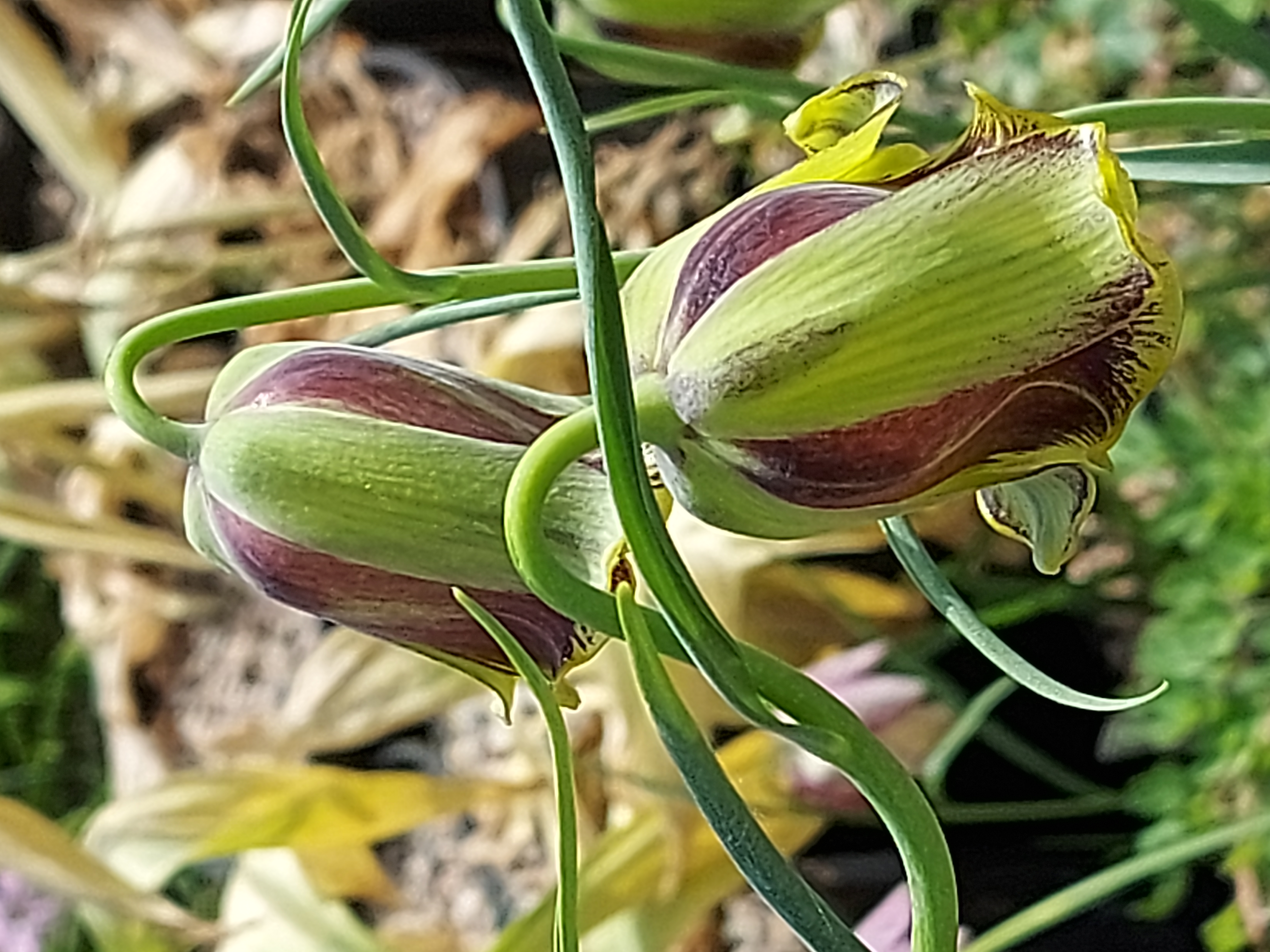 Fritillaria acmopetala