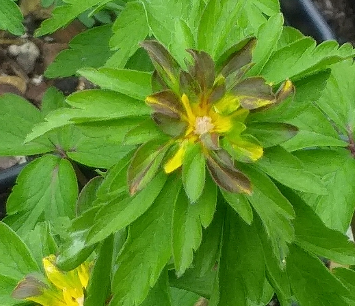 Anemone ranunculoides Crazy Vienna