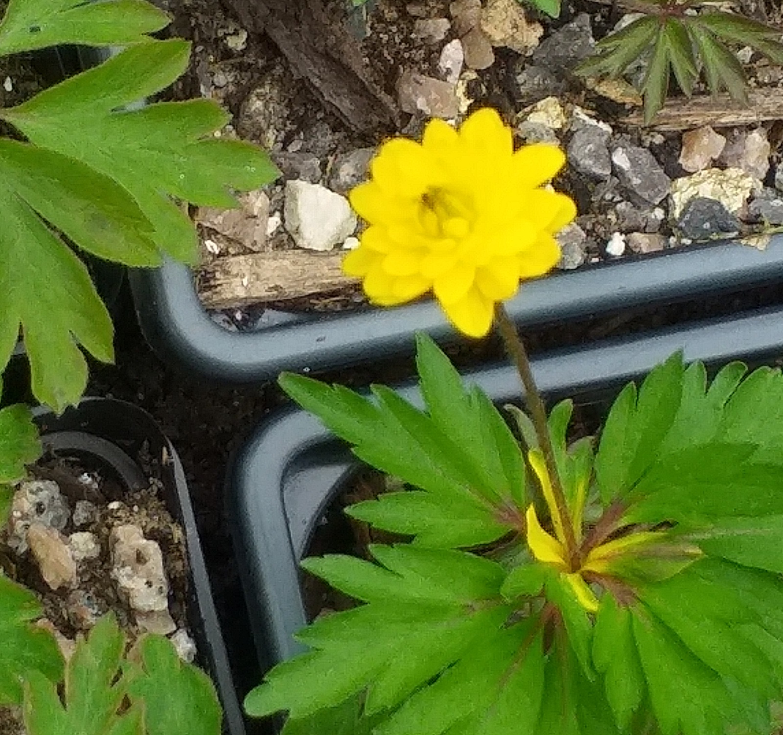 Anemone ranunculoides Little Star