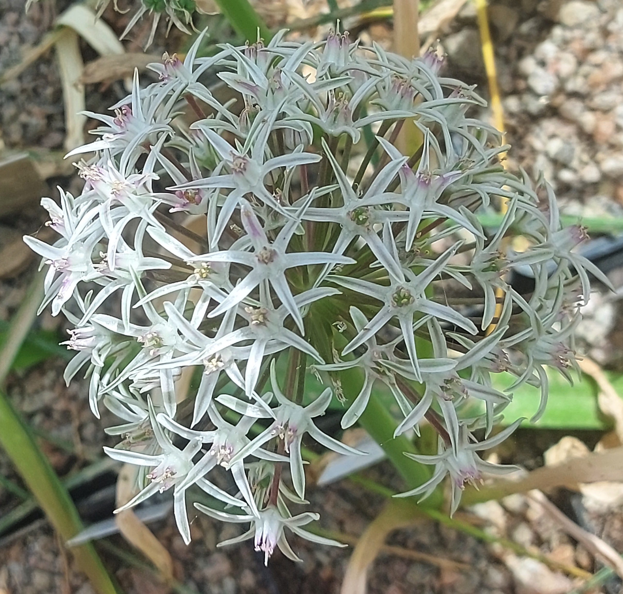 Allium breviscapum