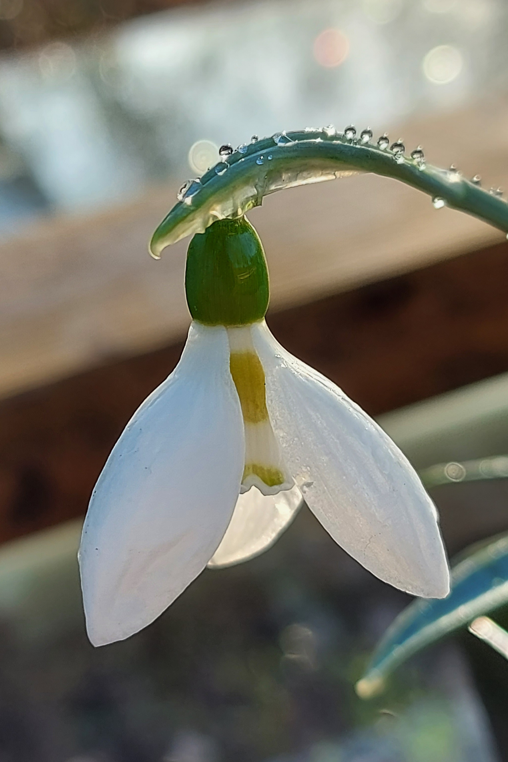 Galanthus Uli's Gift