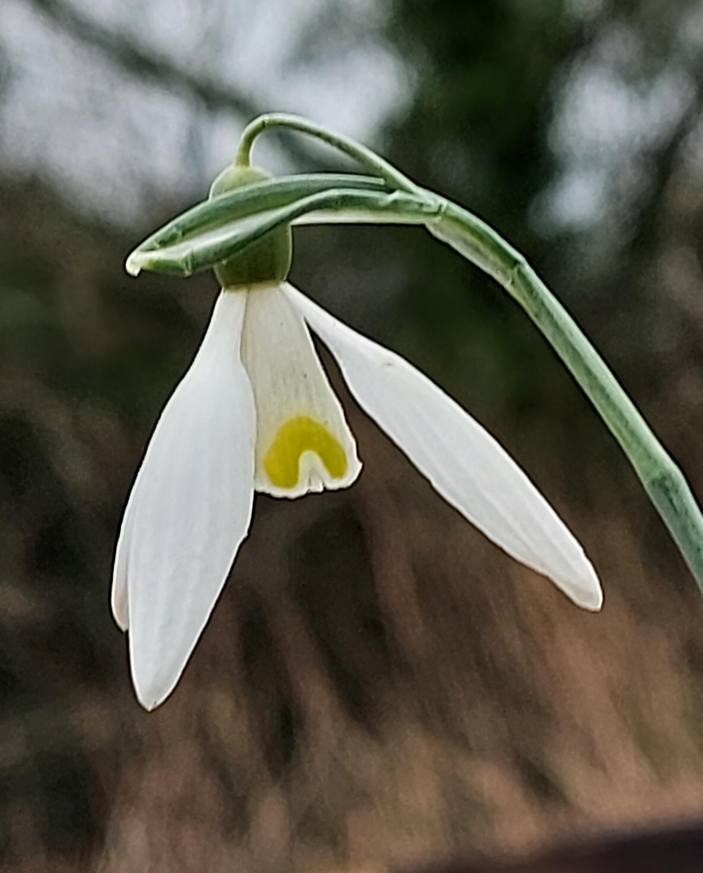 Galanthus Anita