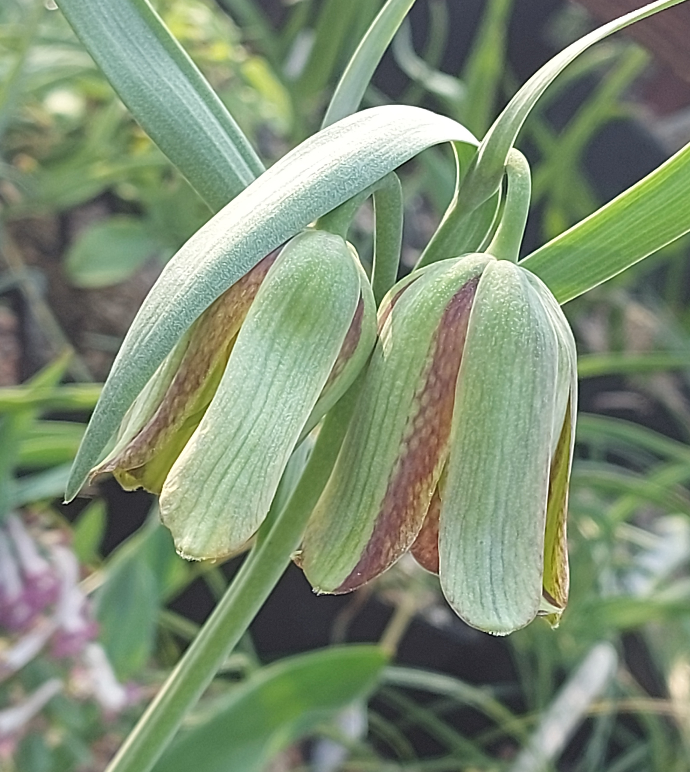 Fritillaria hermonia amana