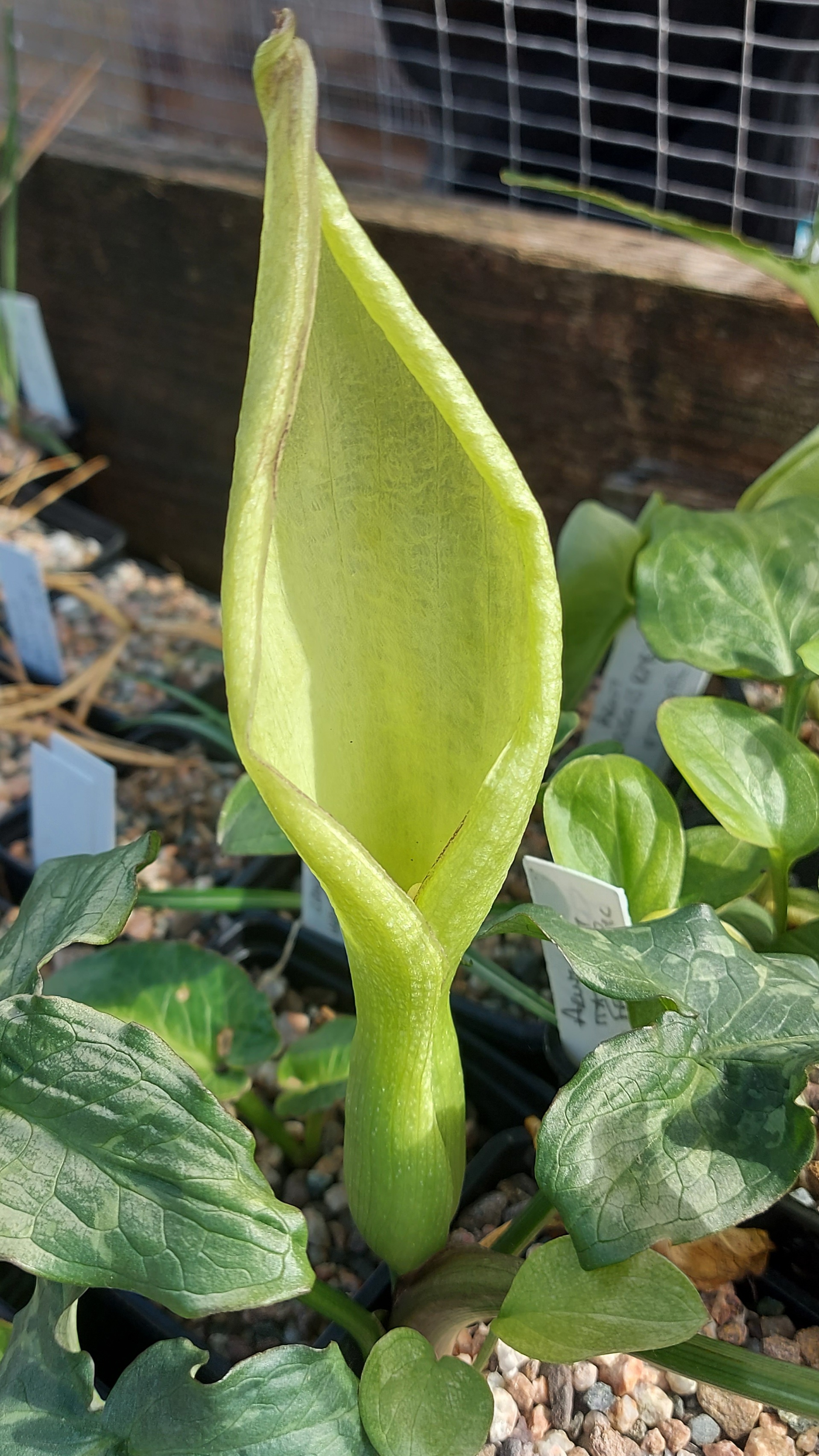 Arum italicum Eco Framed Picture