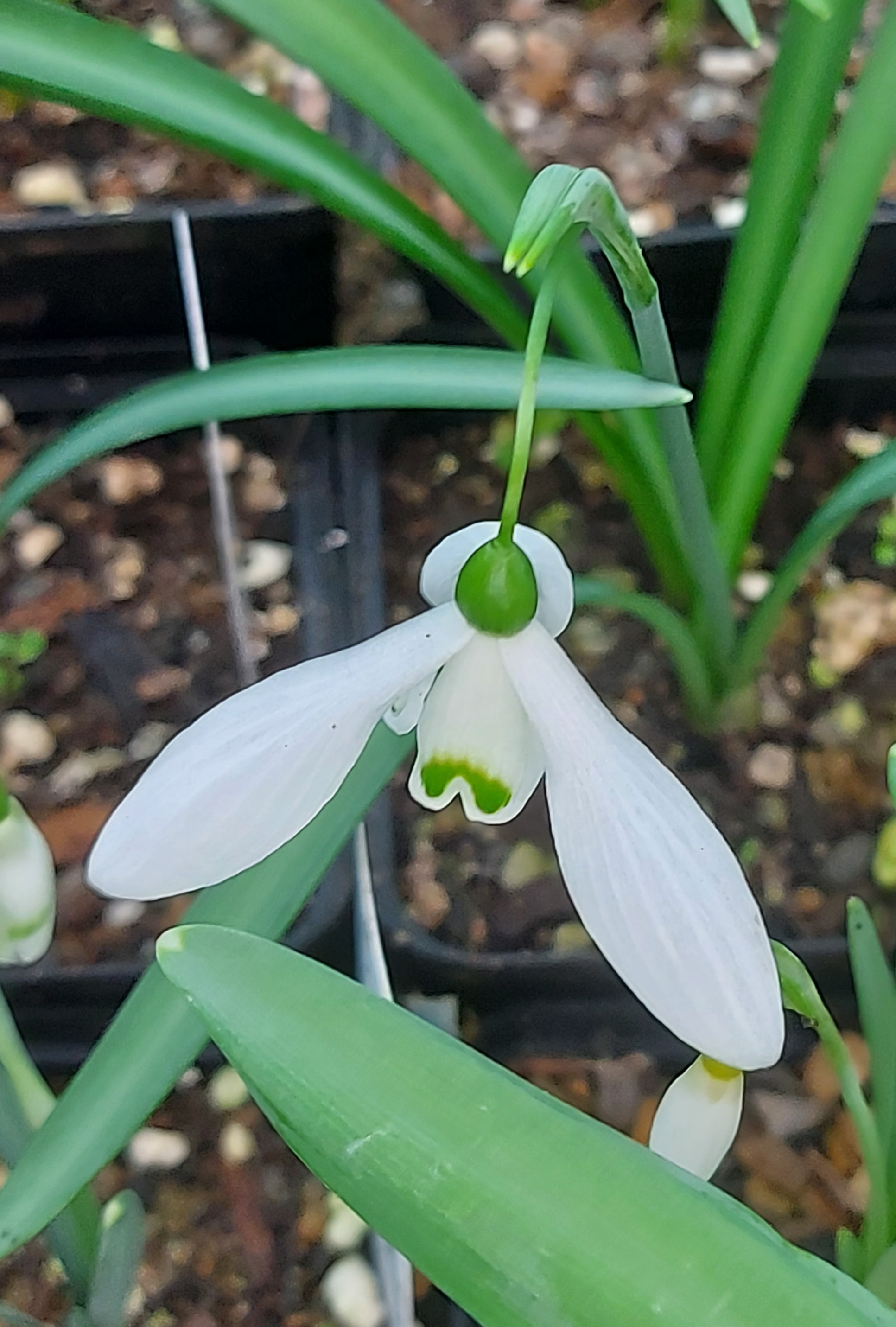 Galanthus Ione Hecker