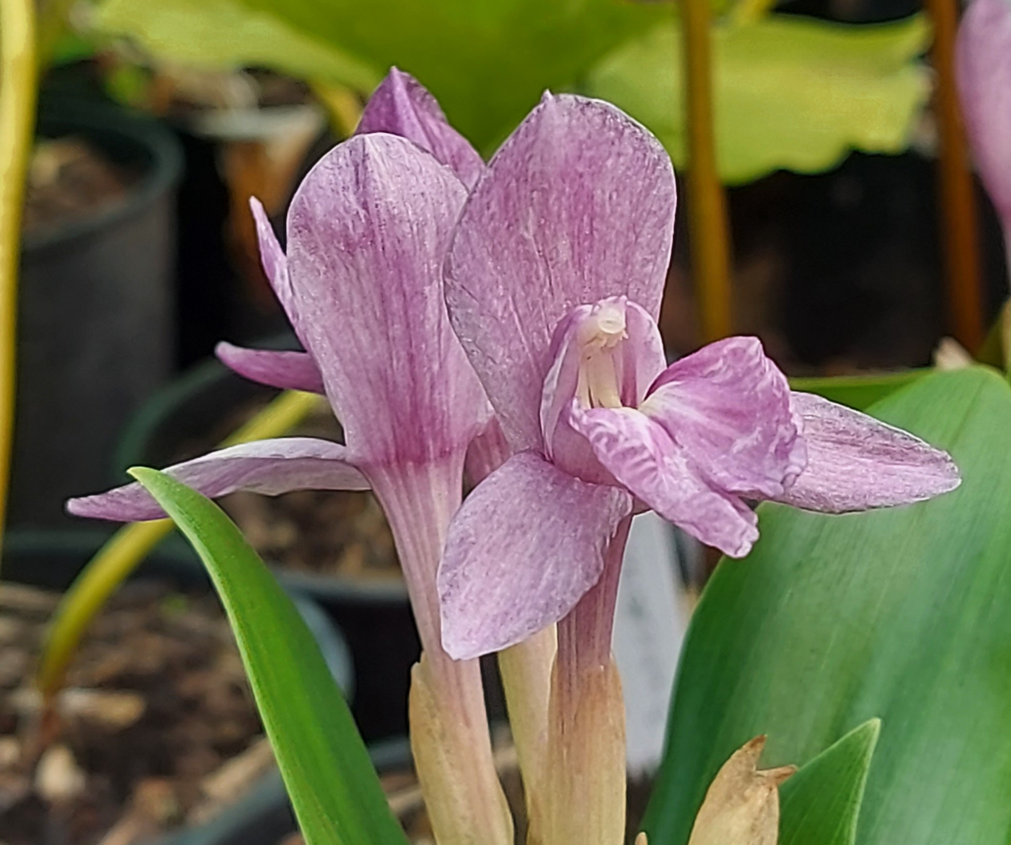 Roscoea alpina Pallida