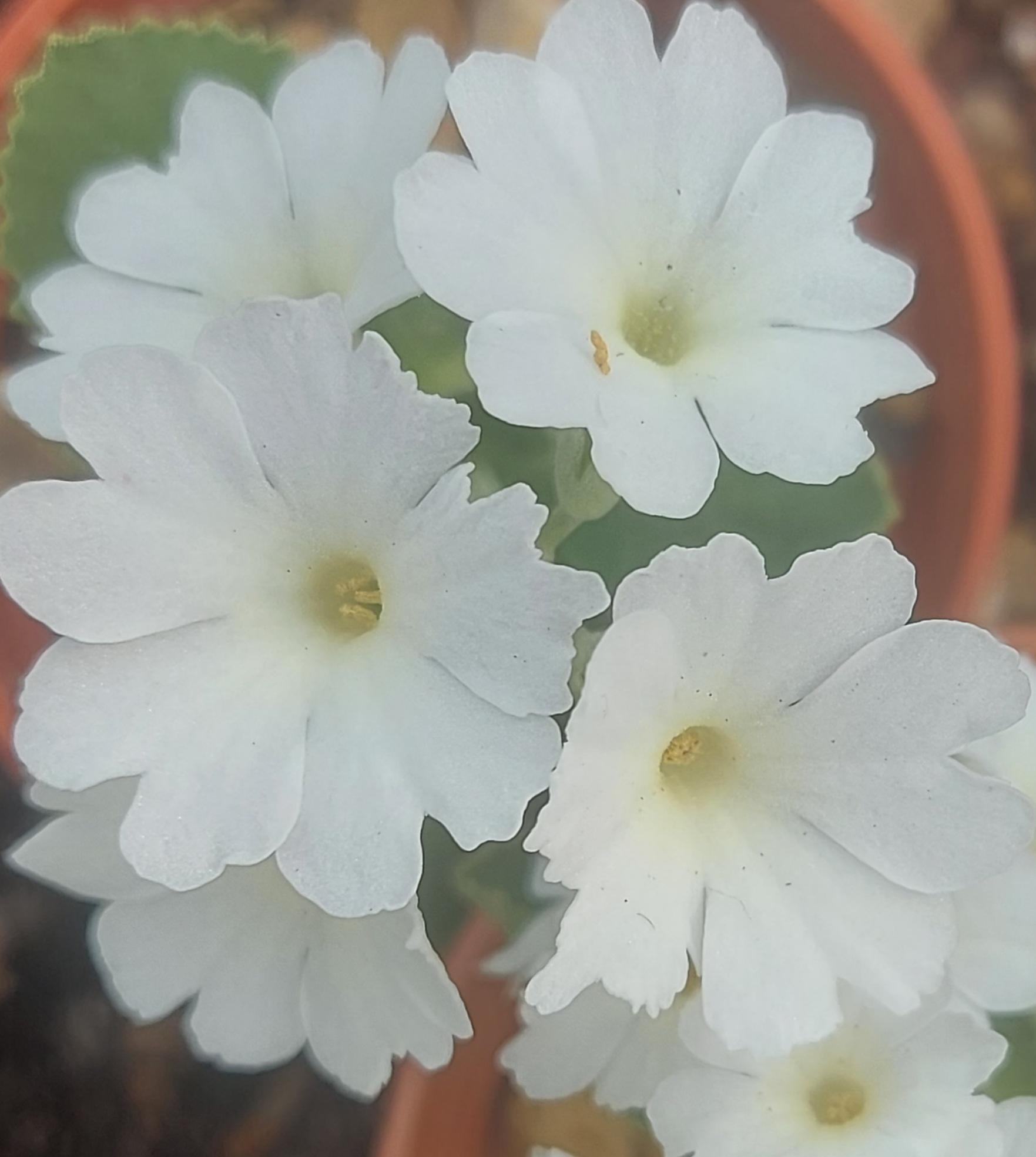 Primula x Lindum Ibis