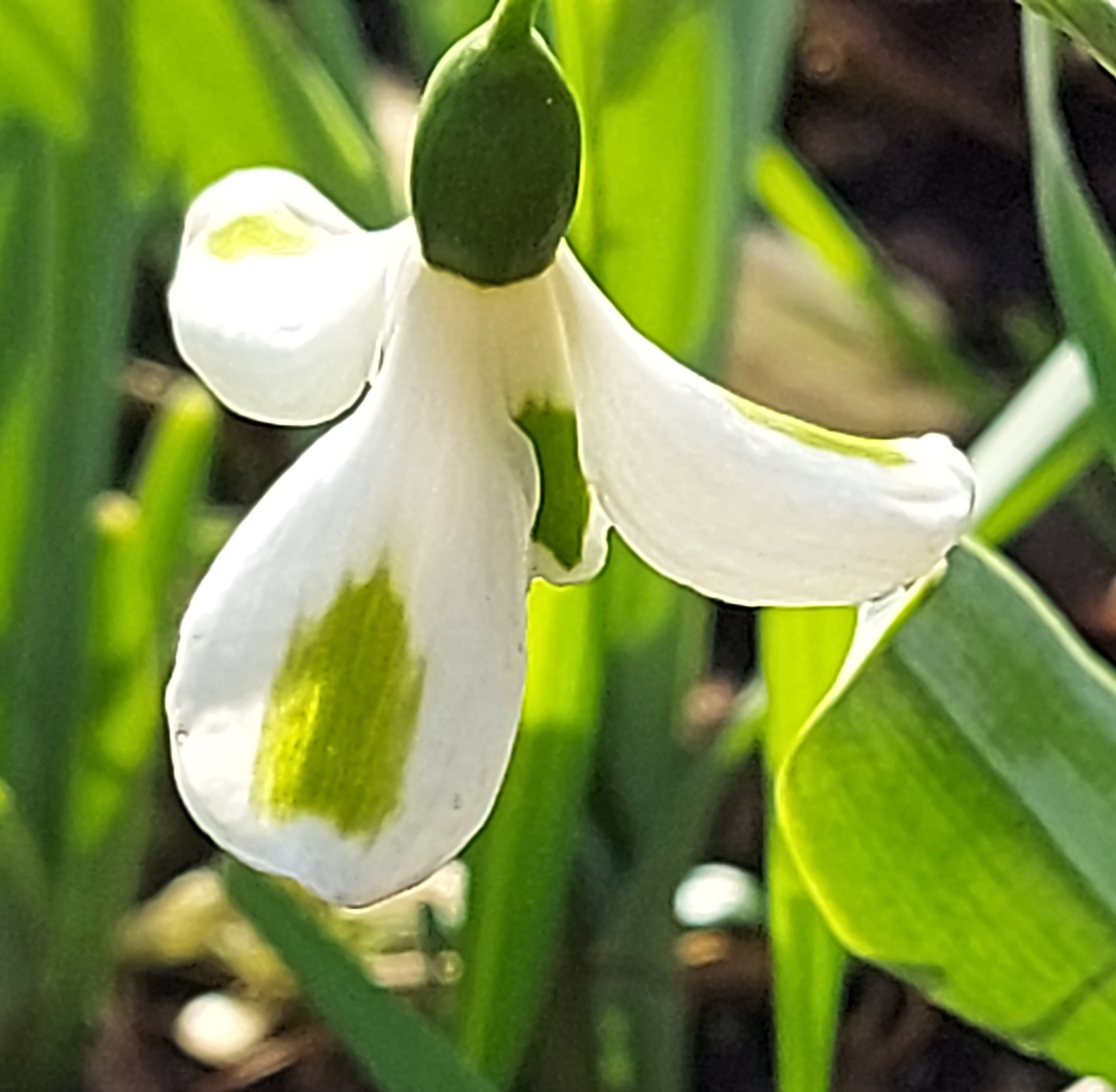 Galanthus Trumpolute