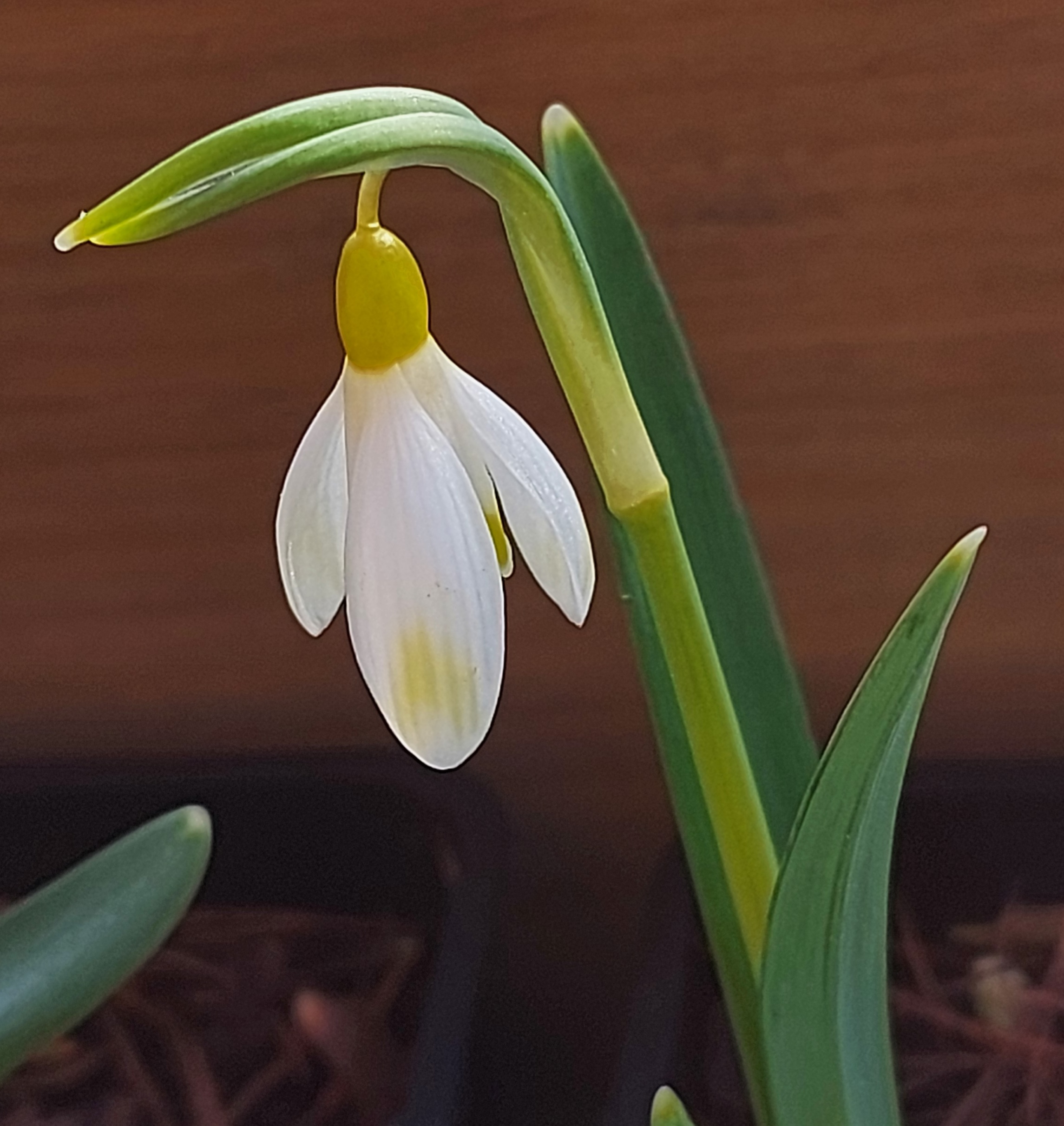 Galanthus Ecusson d'Or