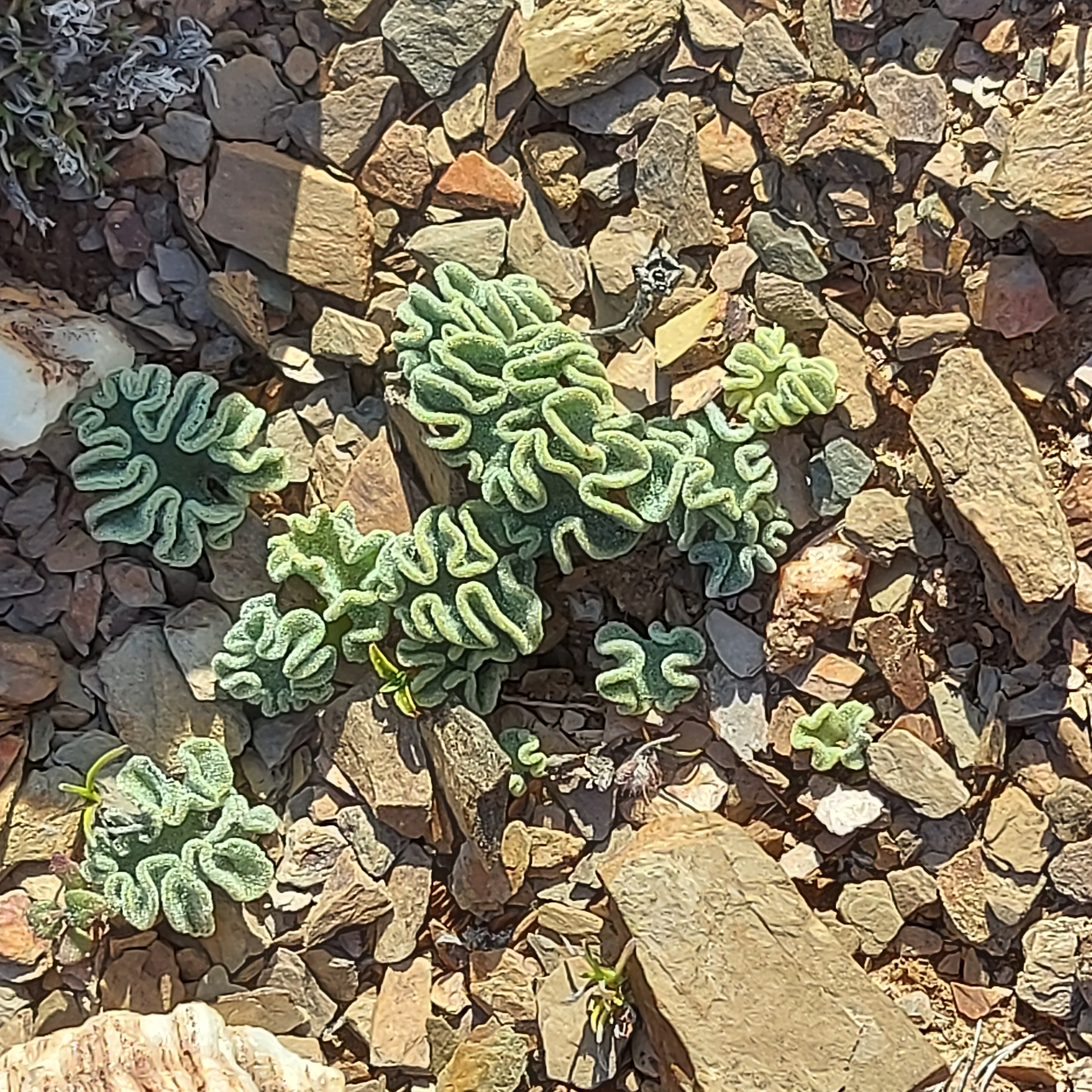 Eriospermum titanopsoides