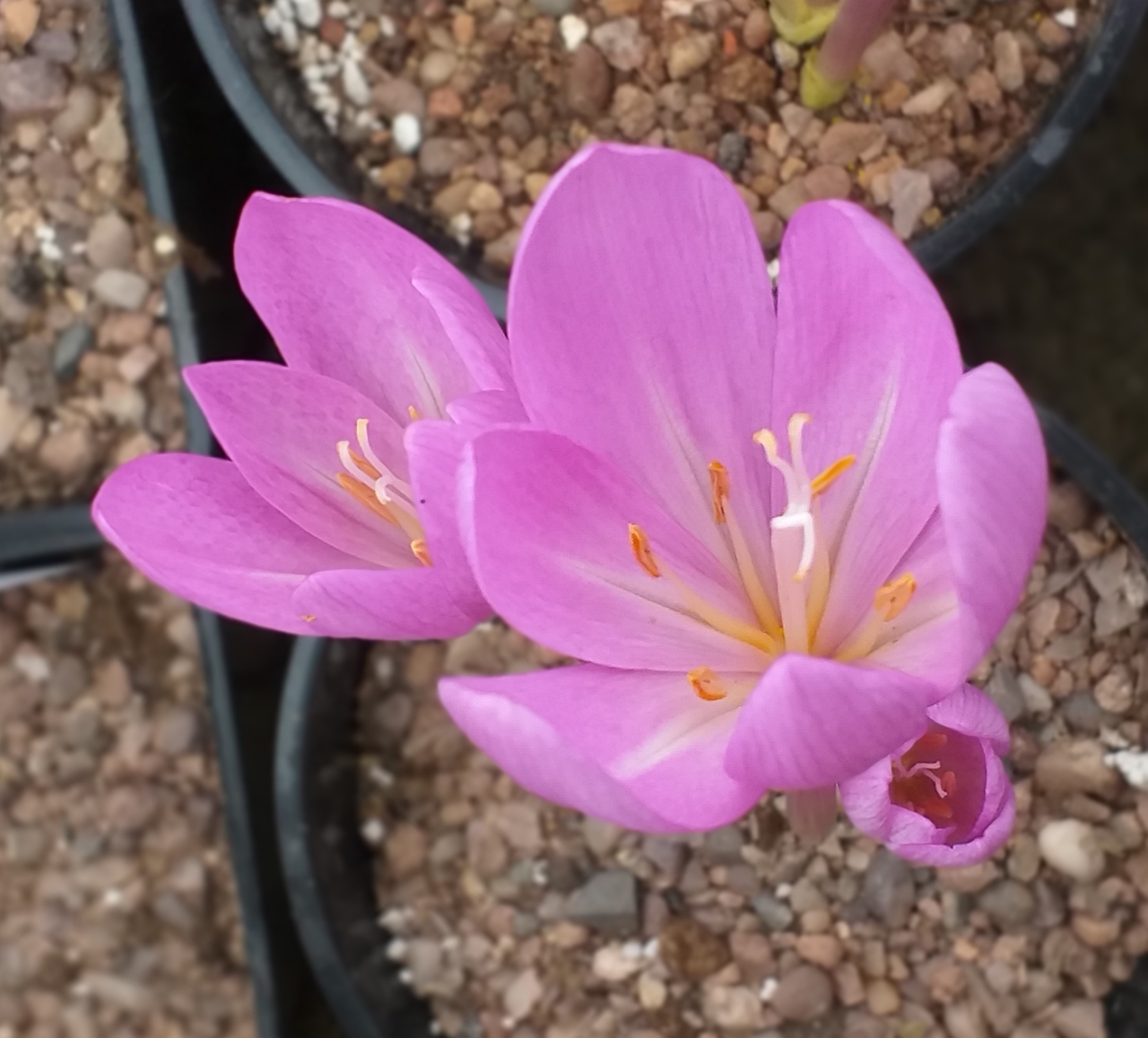 Colchicum pannonicum