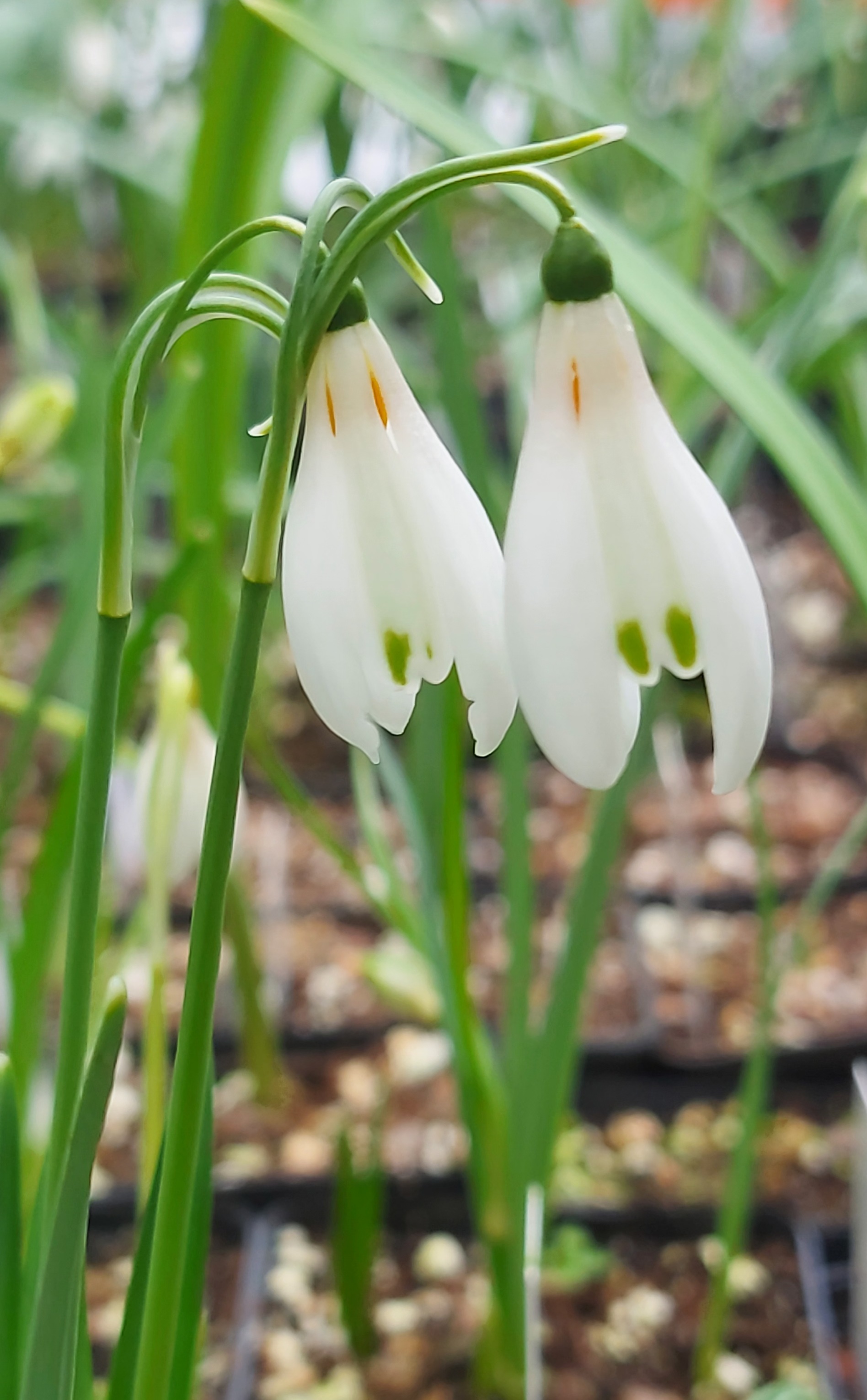 Galanthus Angelique
