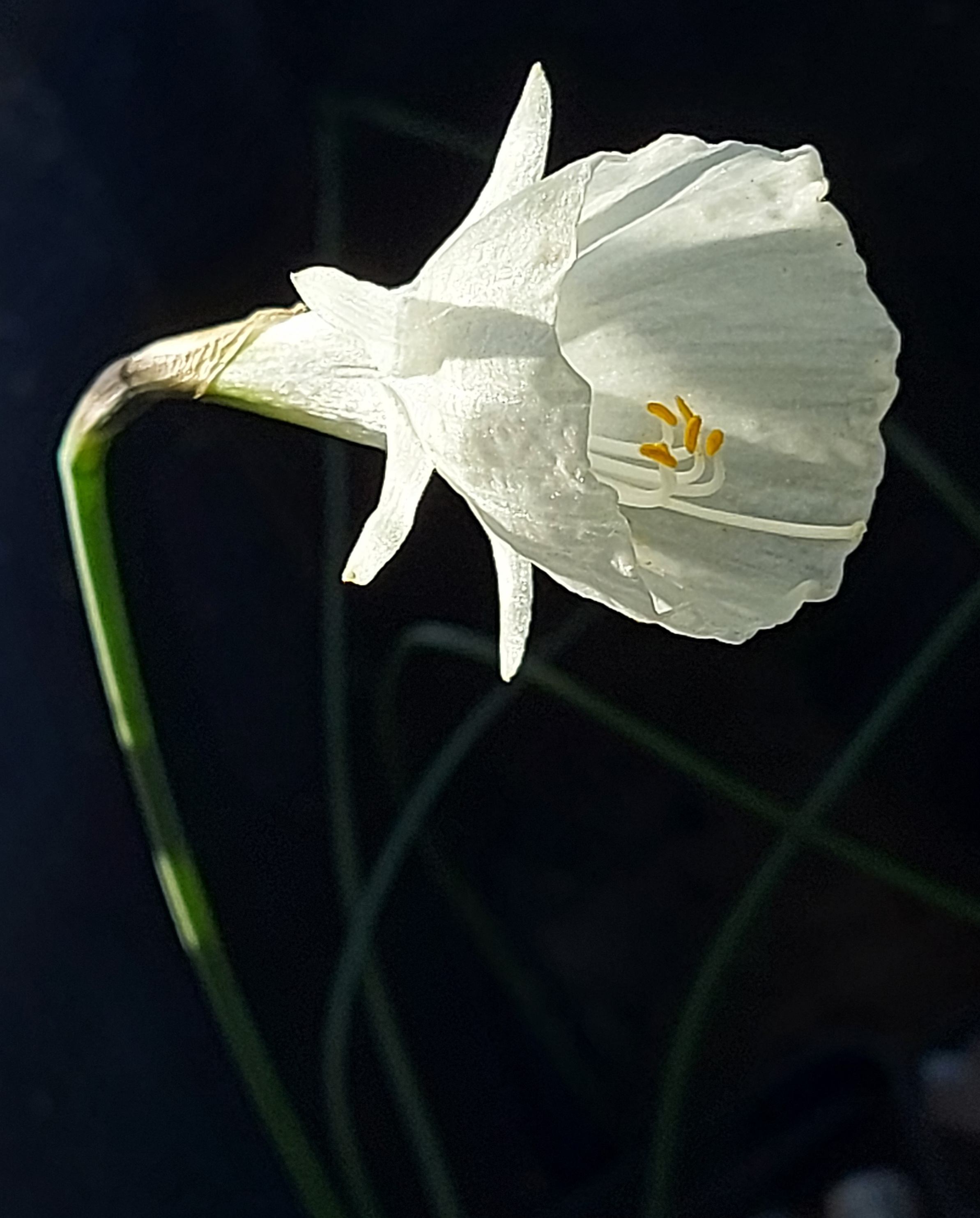 Narcissus cantabricus ssp foliosus