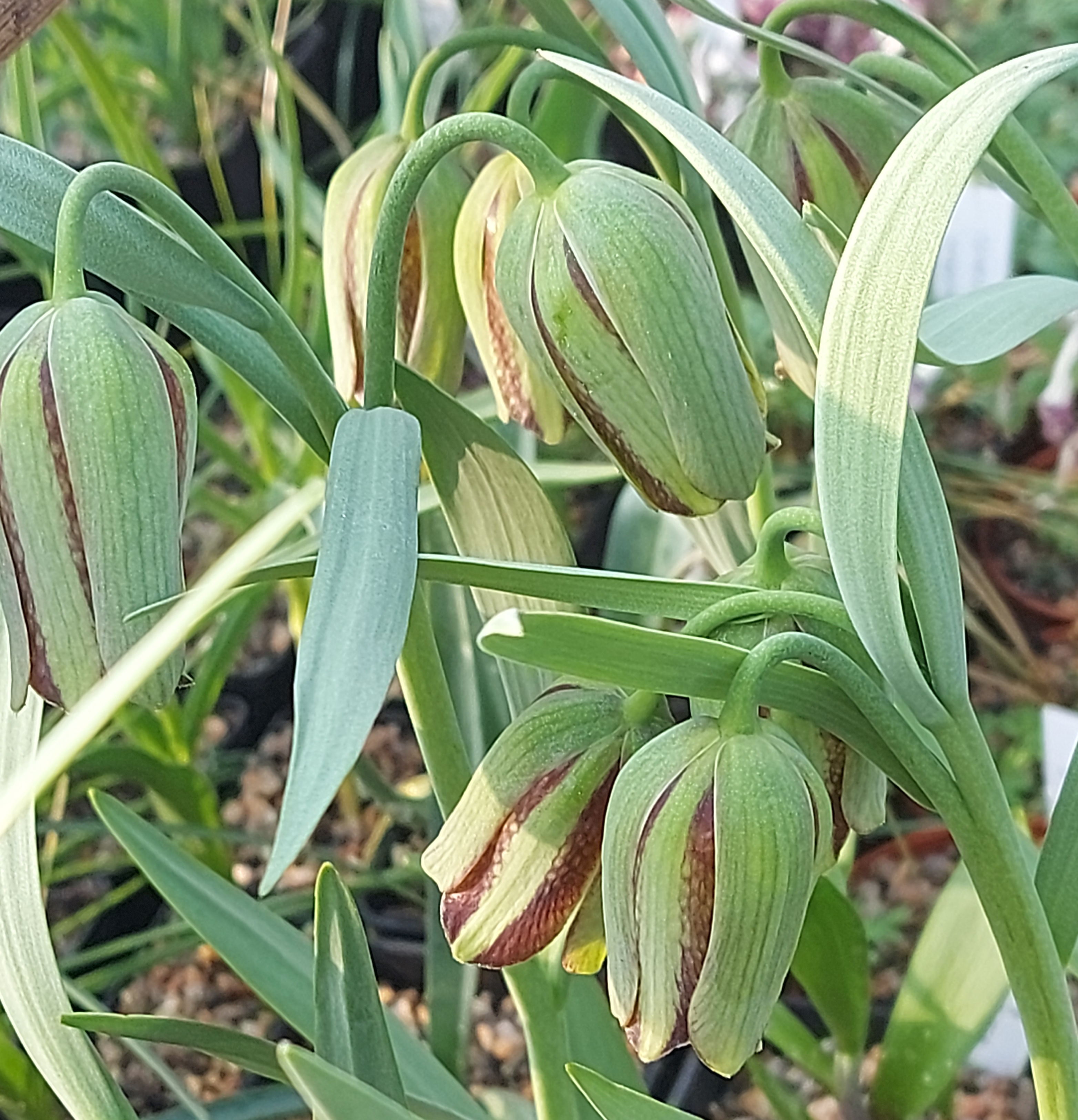 Fritillaria hermonis 