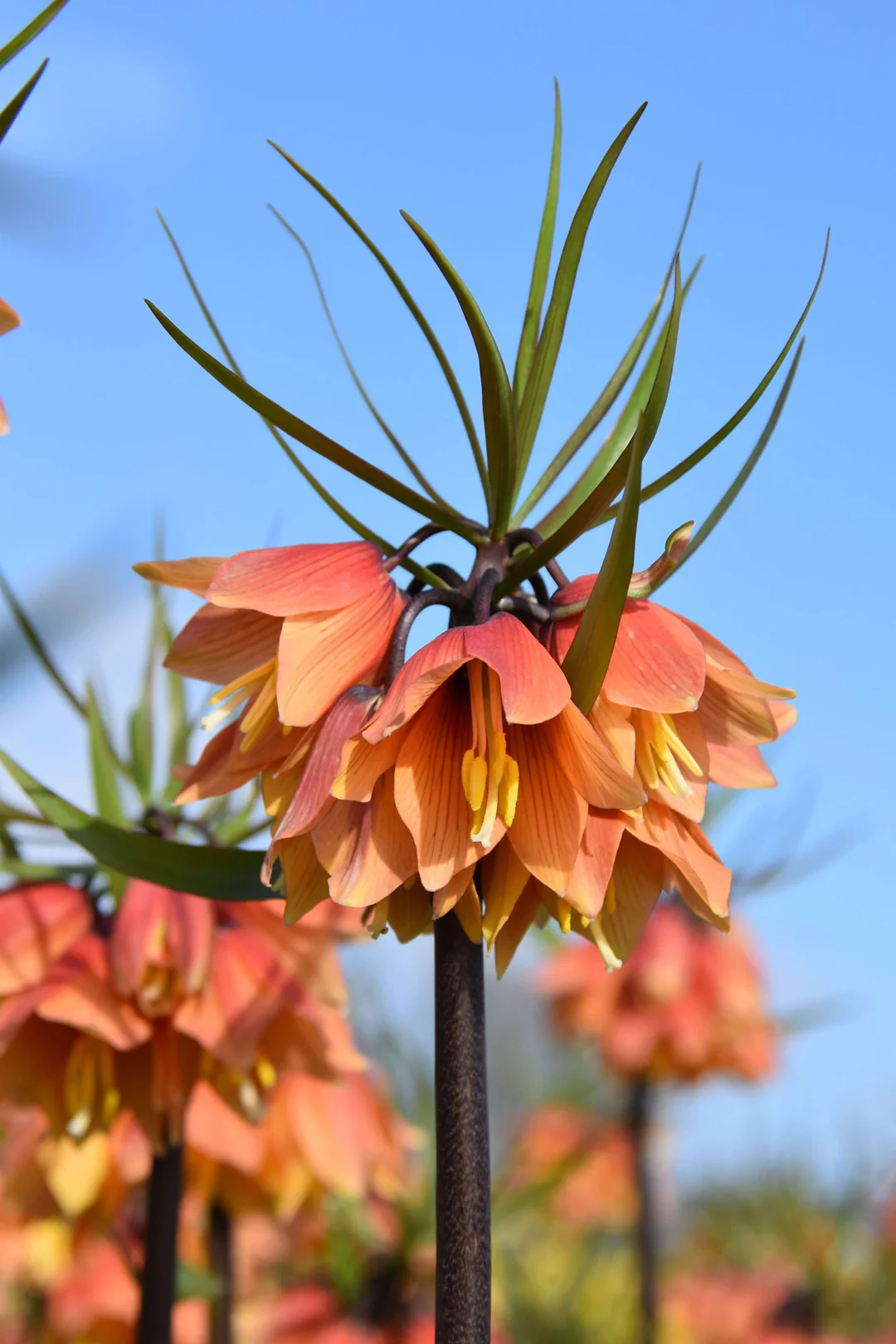 Fritillaria Early Fantasy