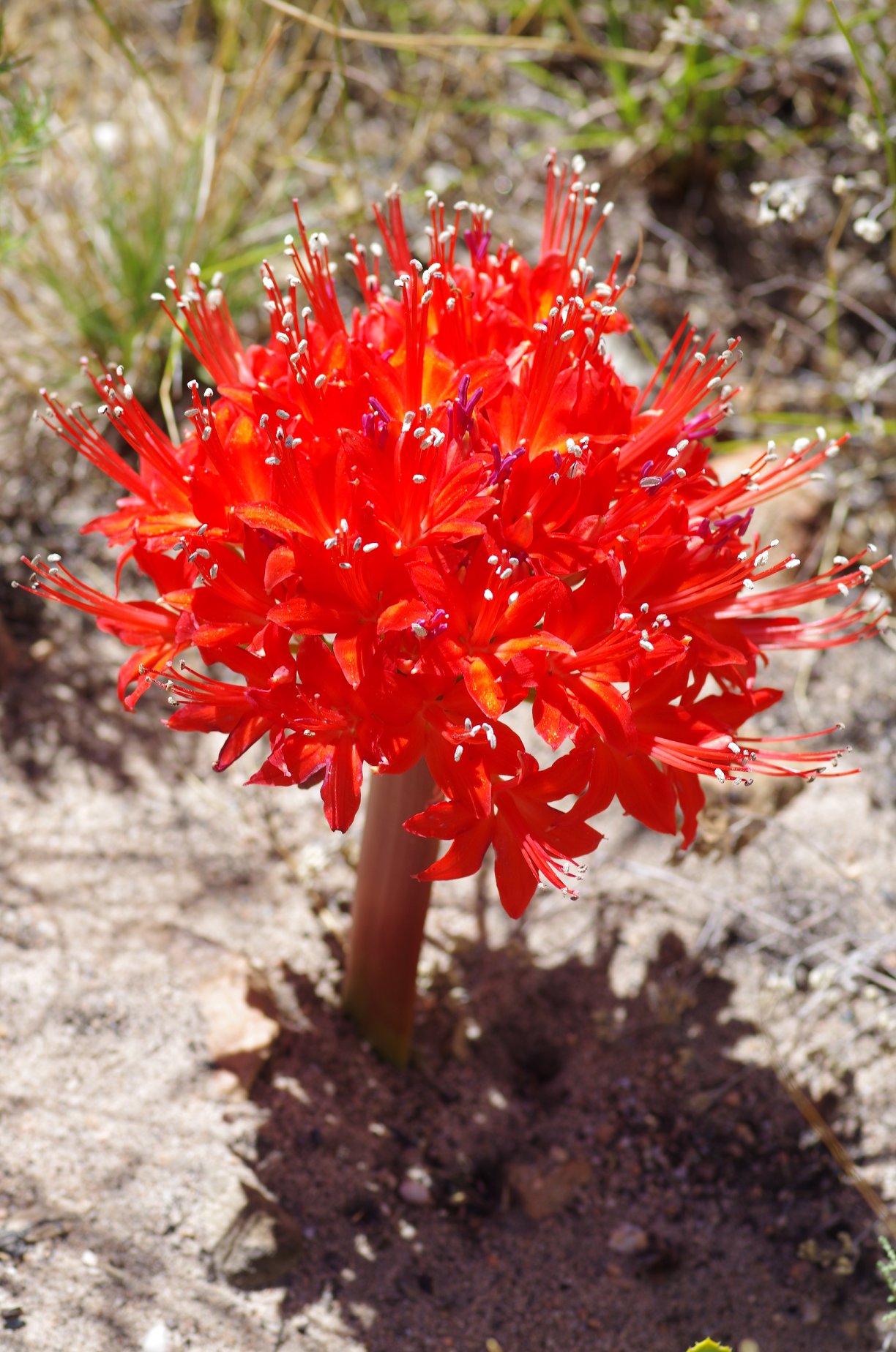 Brunsvigia marginata