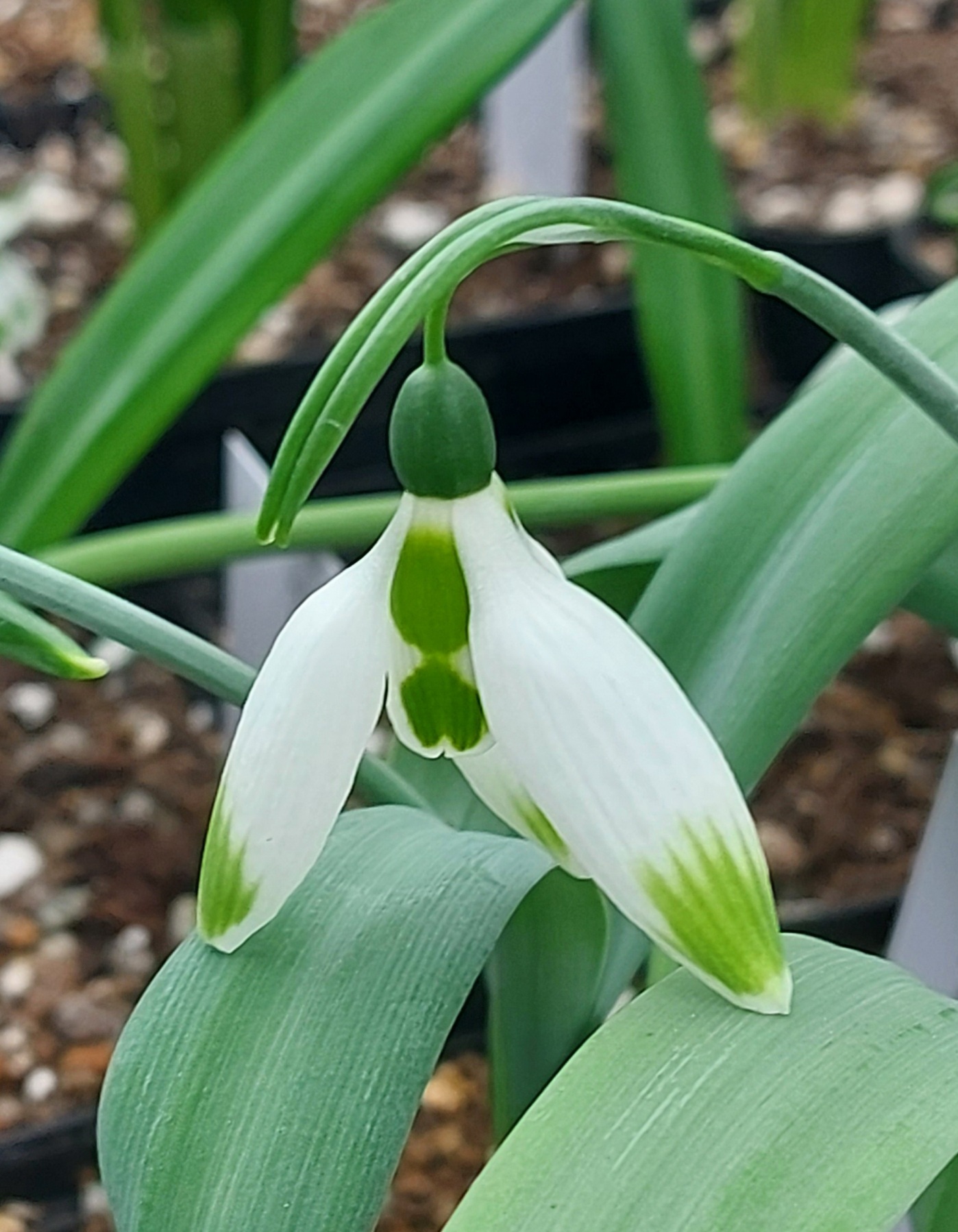 Galanthus Helen Squire