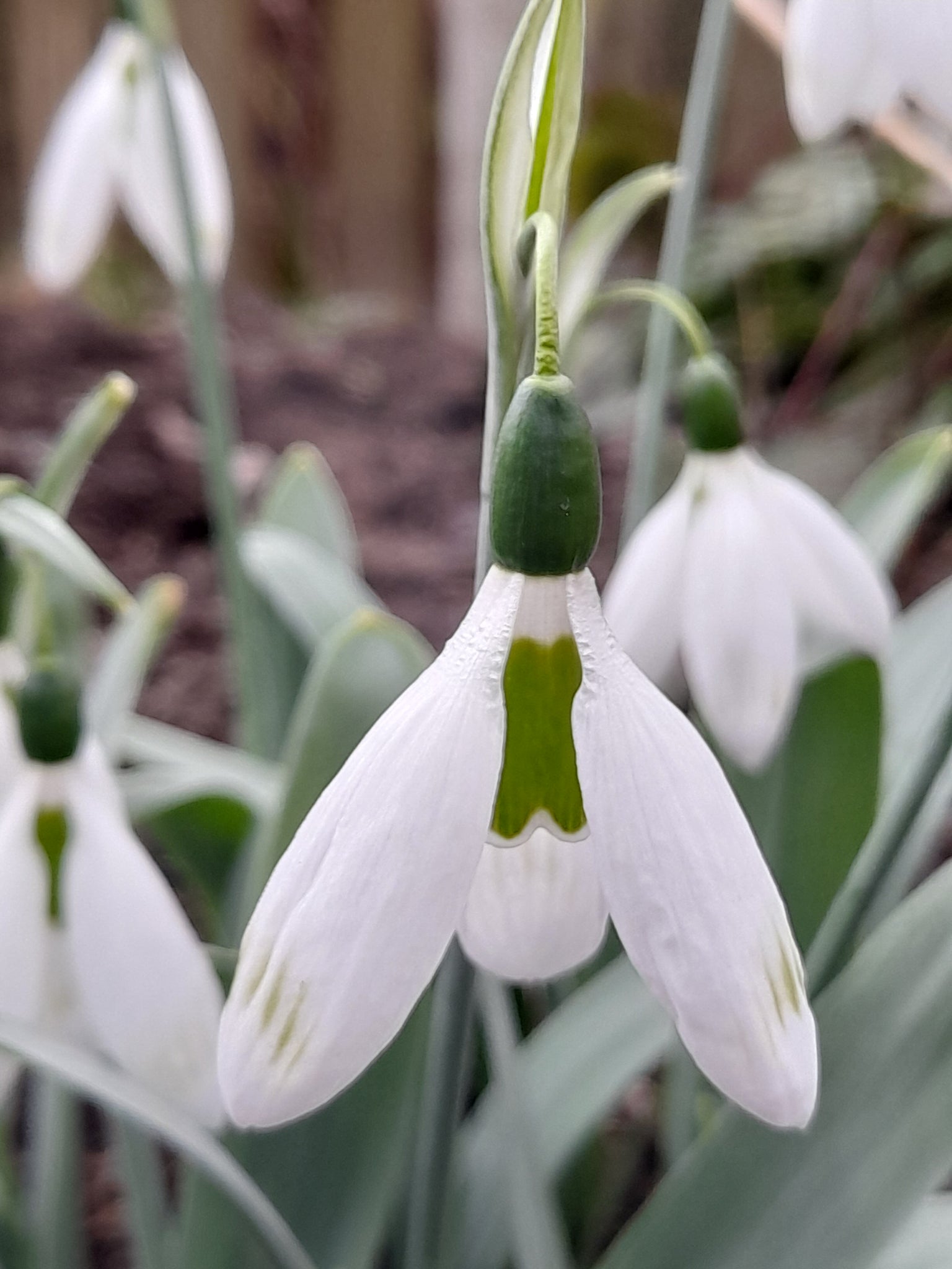 Galanthus Glenchantress