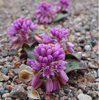 Ledebouria ovatifolia