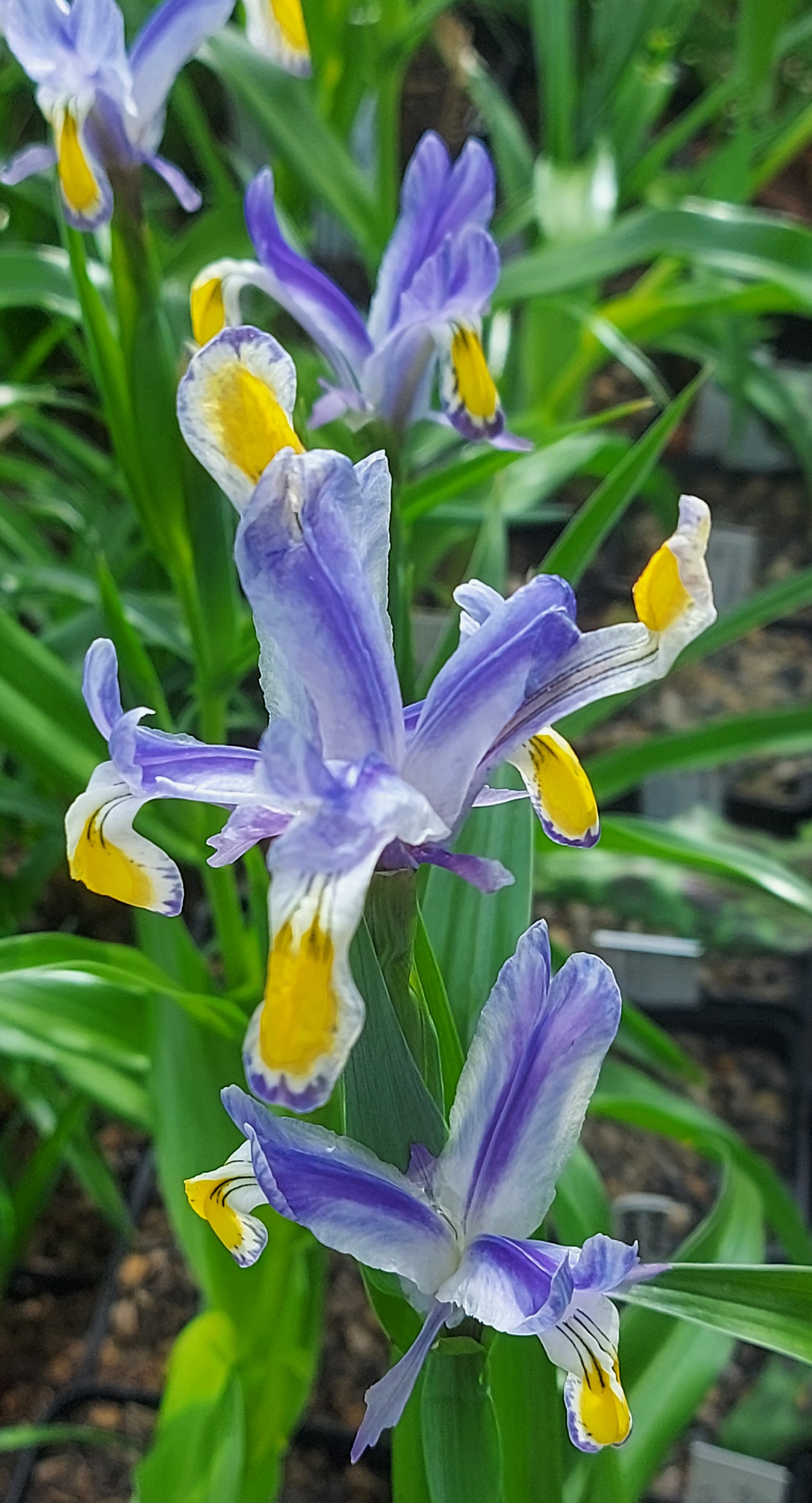 Iris Stepping Out
