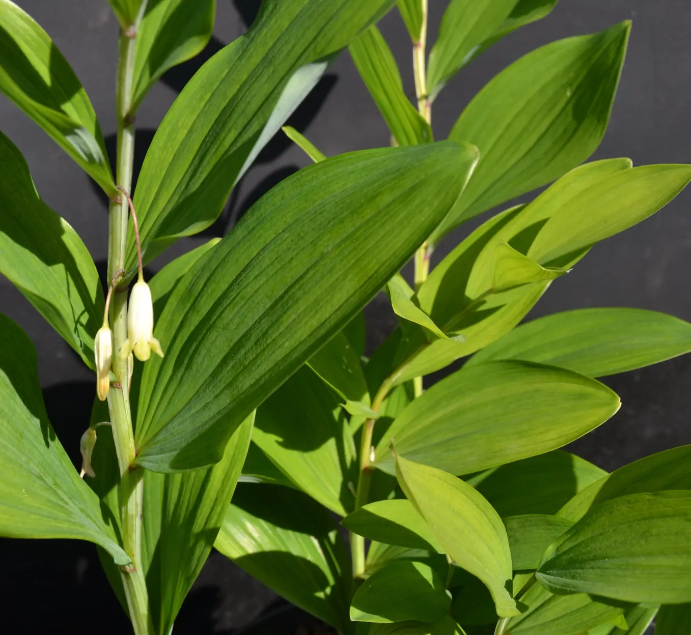 Polygonatum odoratum Ussuriland Round Leaf