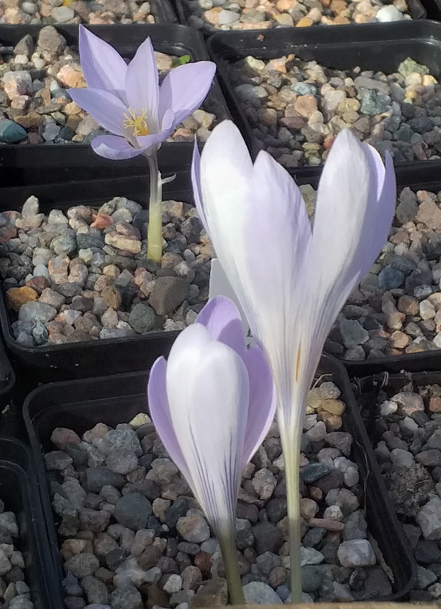Crocus damascenus