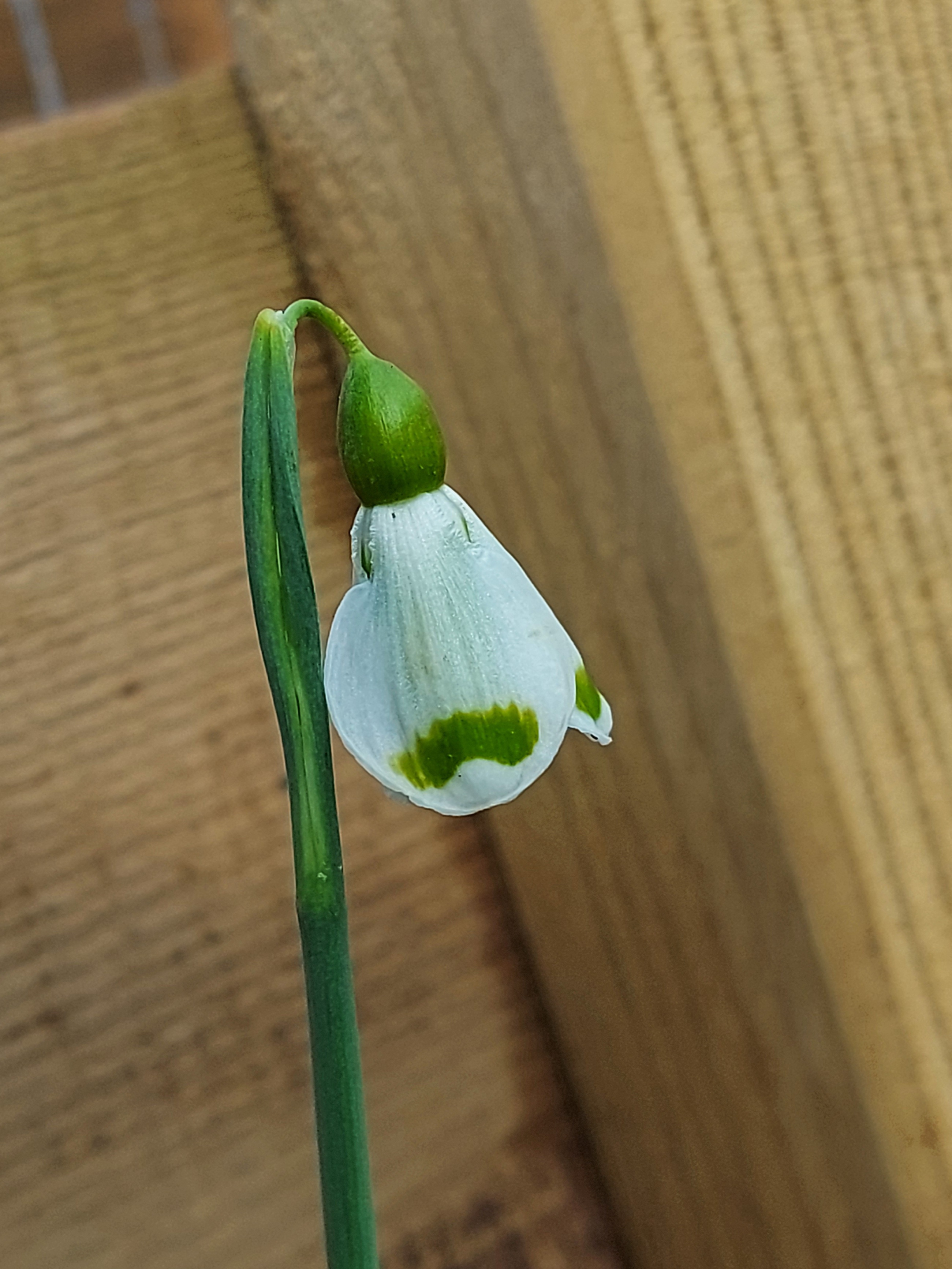 Galanthus Josie