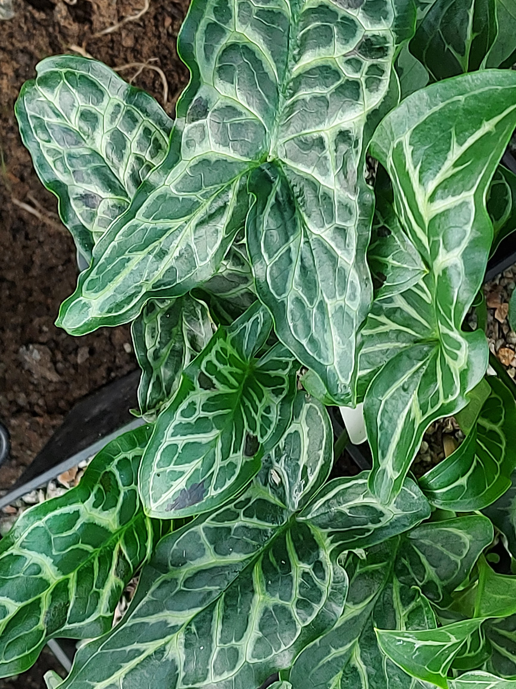 Arum italicum Itma