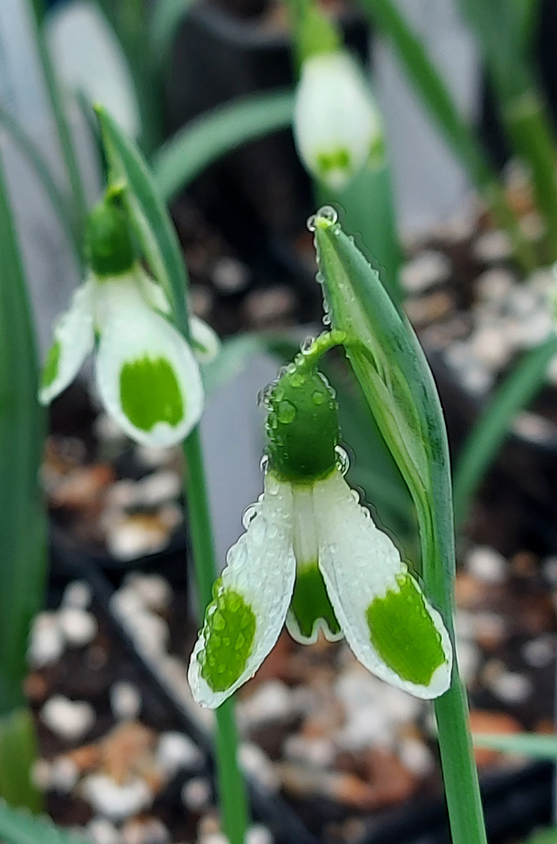 Galanthus High Tide