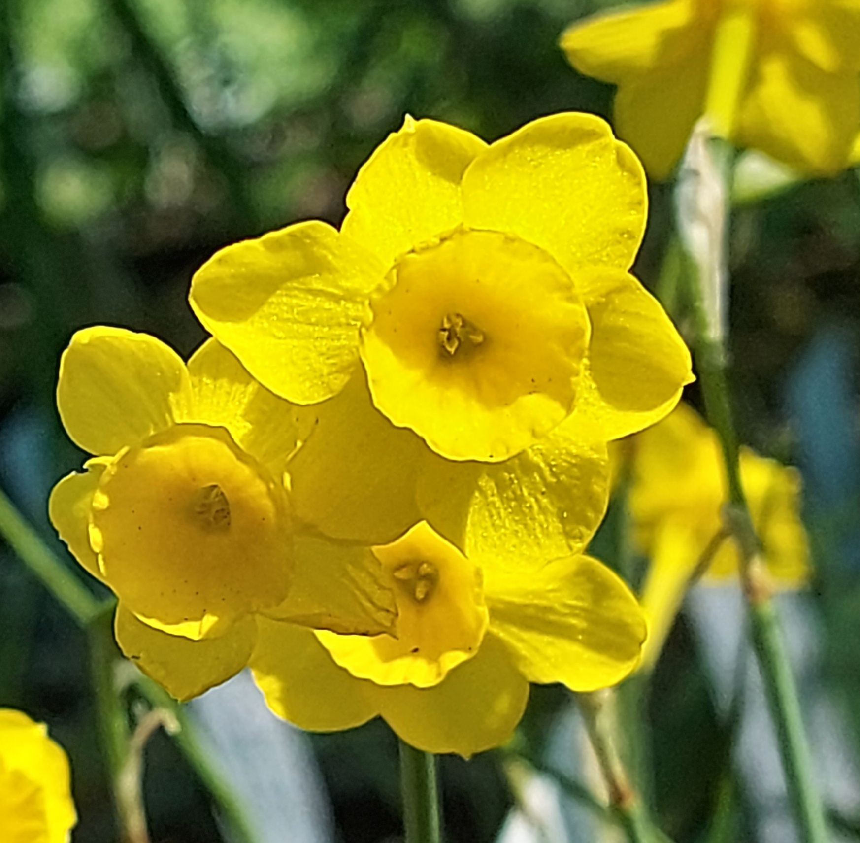 Narcissus assoanus