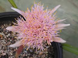 Haemanthus amarylloides ssp polyanthus