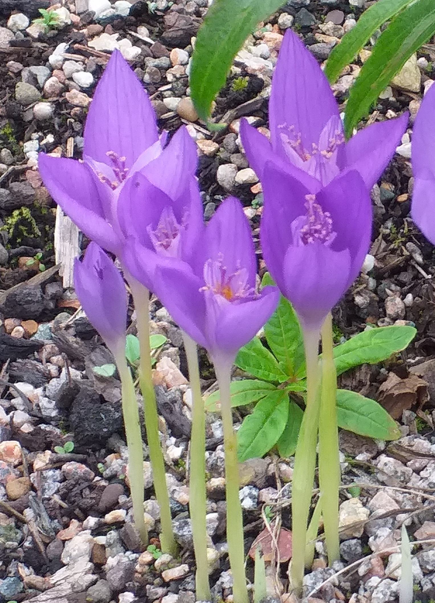 Crocus banaticus