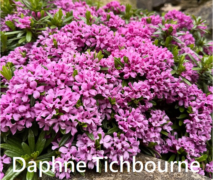 Daphne Tichbourne