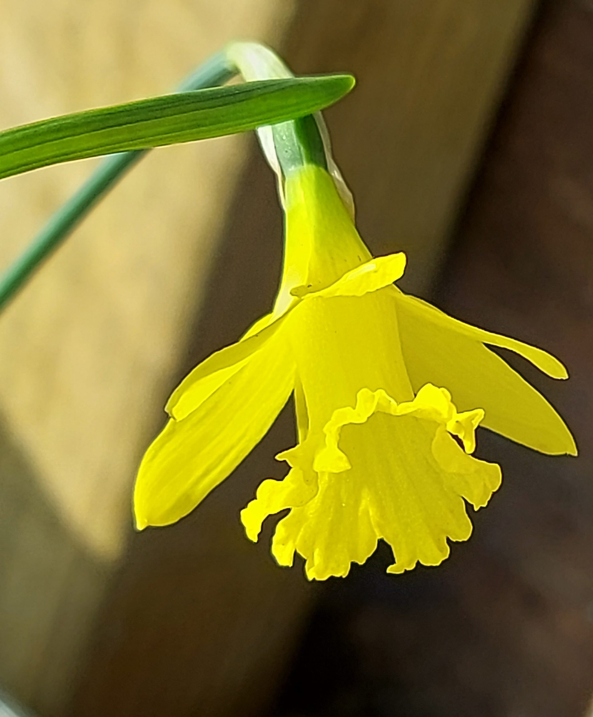 Narcissus jacetanus Lionel Bacon