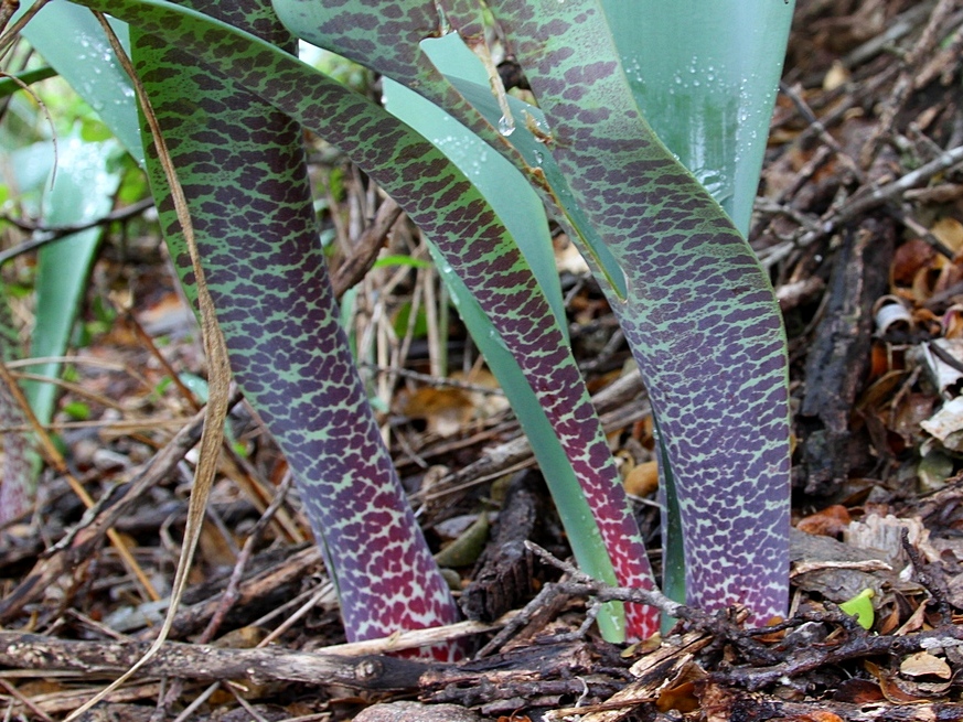 Haemanthus coccineus Karoo Form
