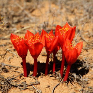 Haemanthus crispus