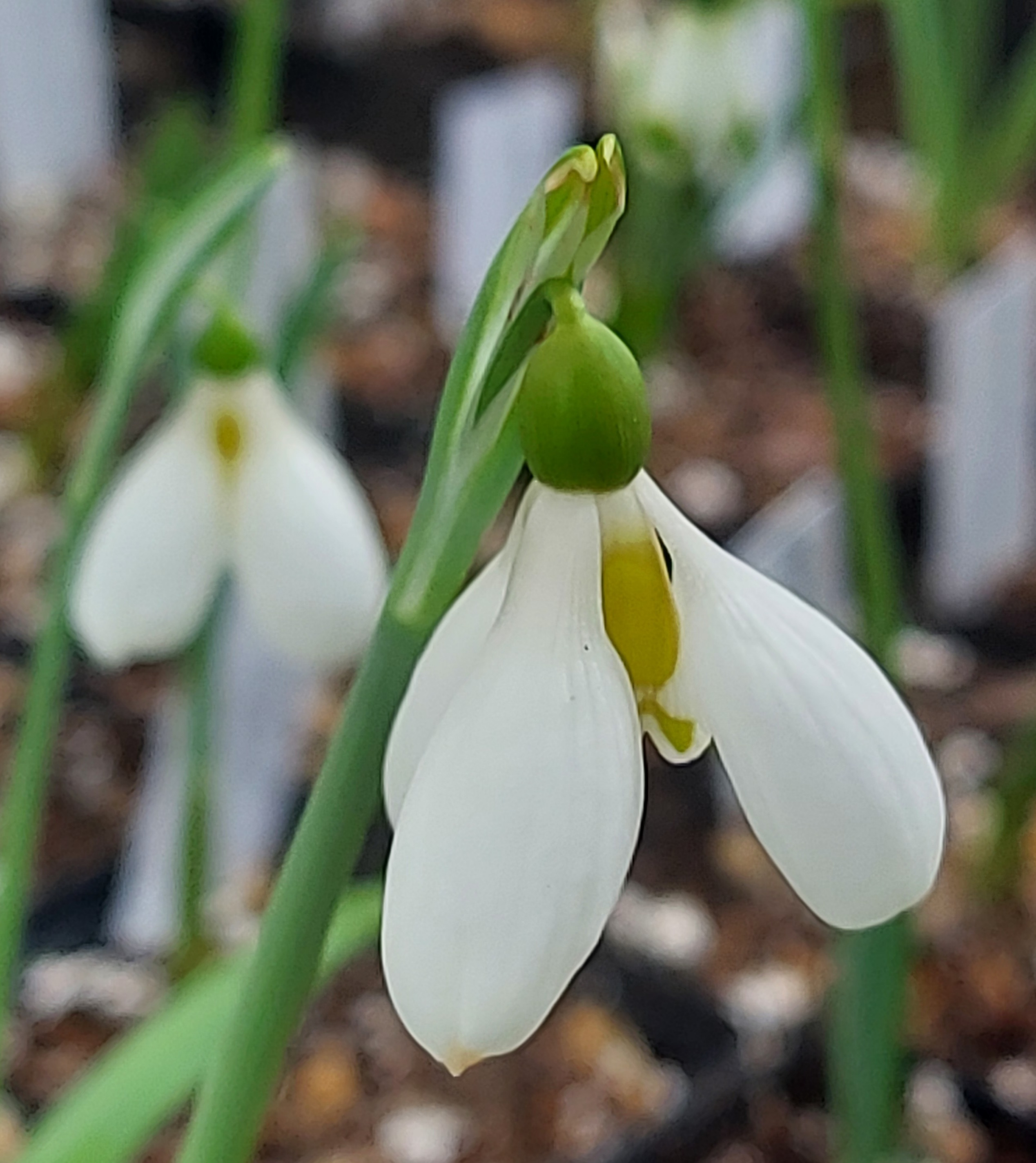 Galanthus Schorbuser Irrlicht