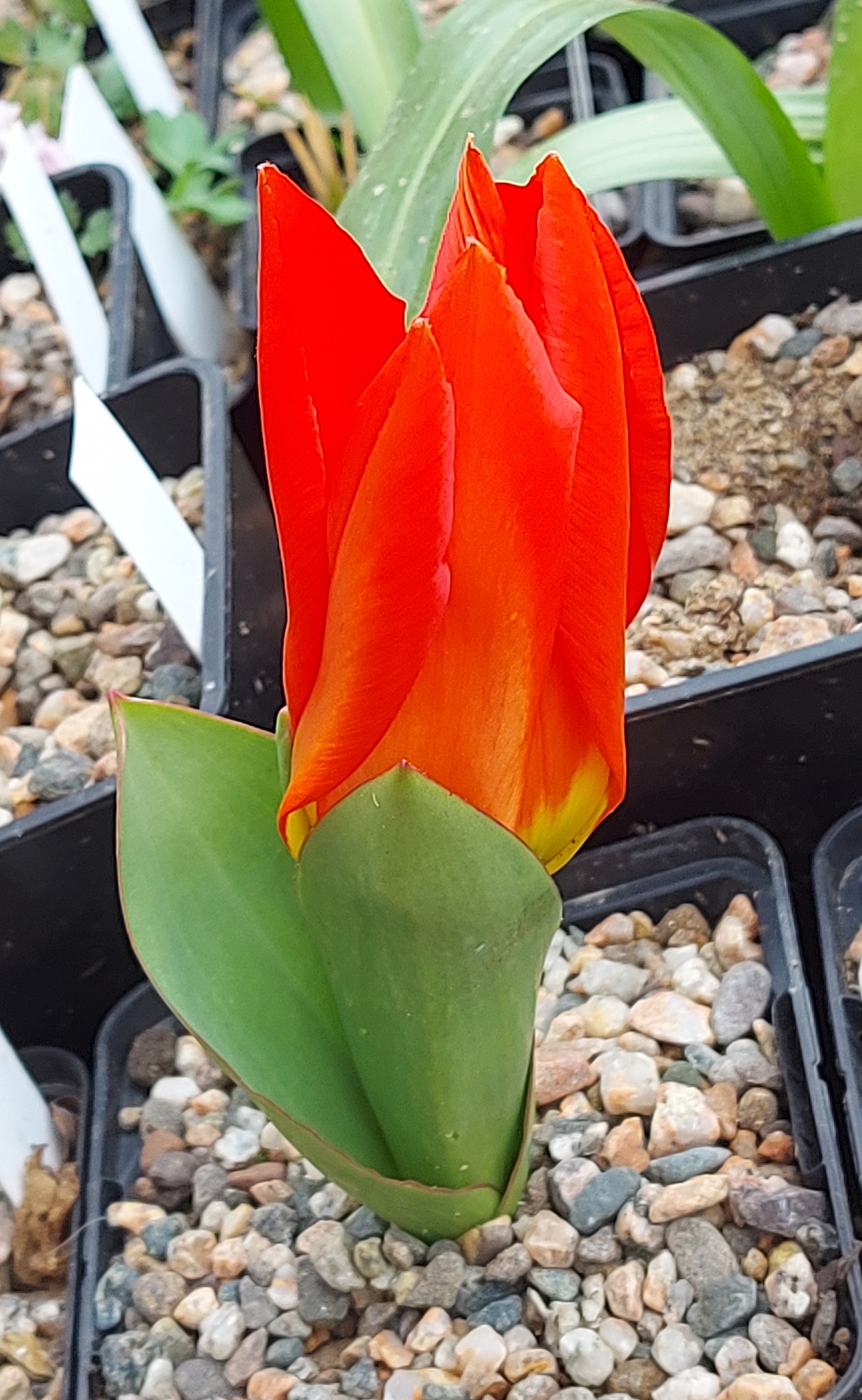Tulipa fosteriana Agalik