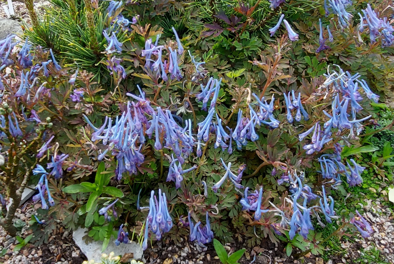 Corydalis flexuosa Purple Leaf