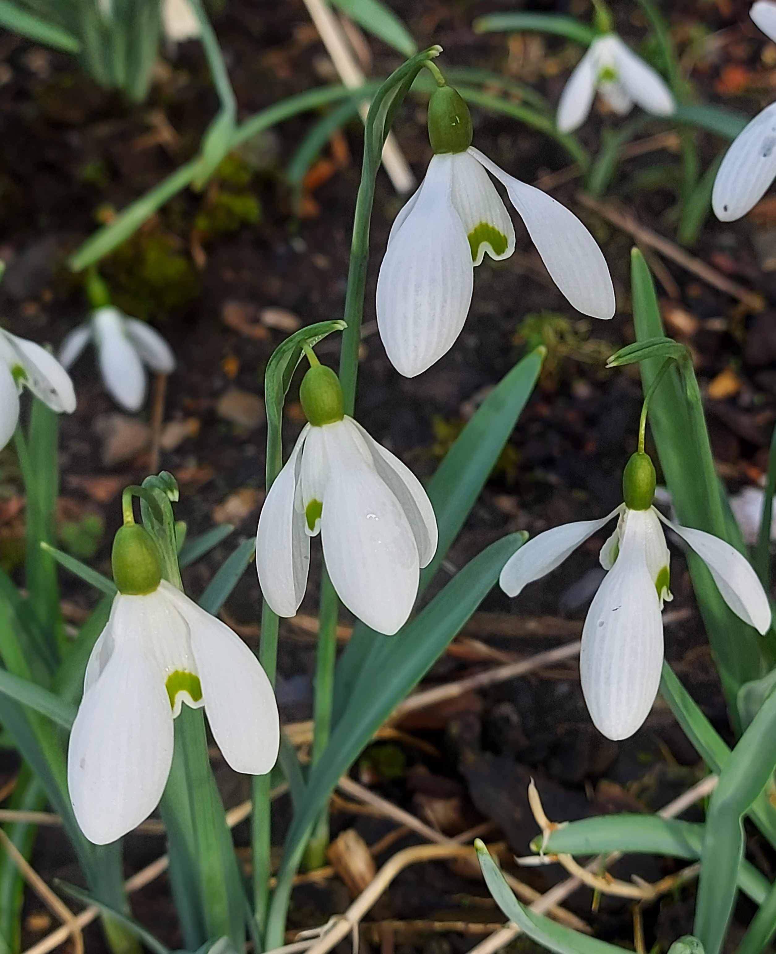Galanthus Sutton Court