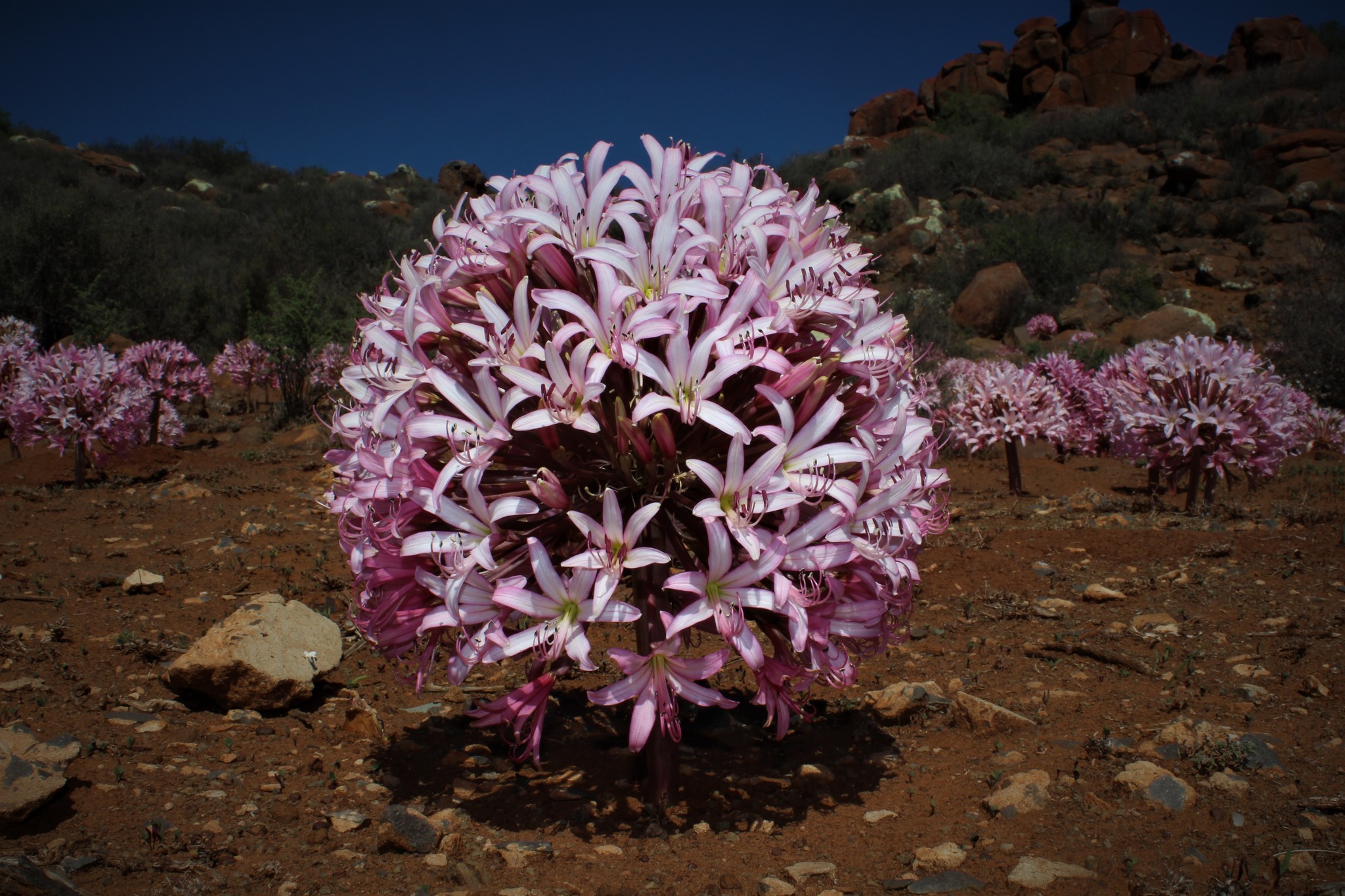 Brunsvigia bosmaniae