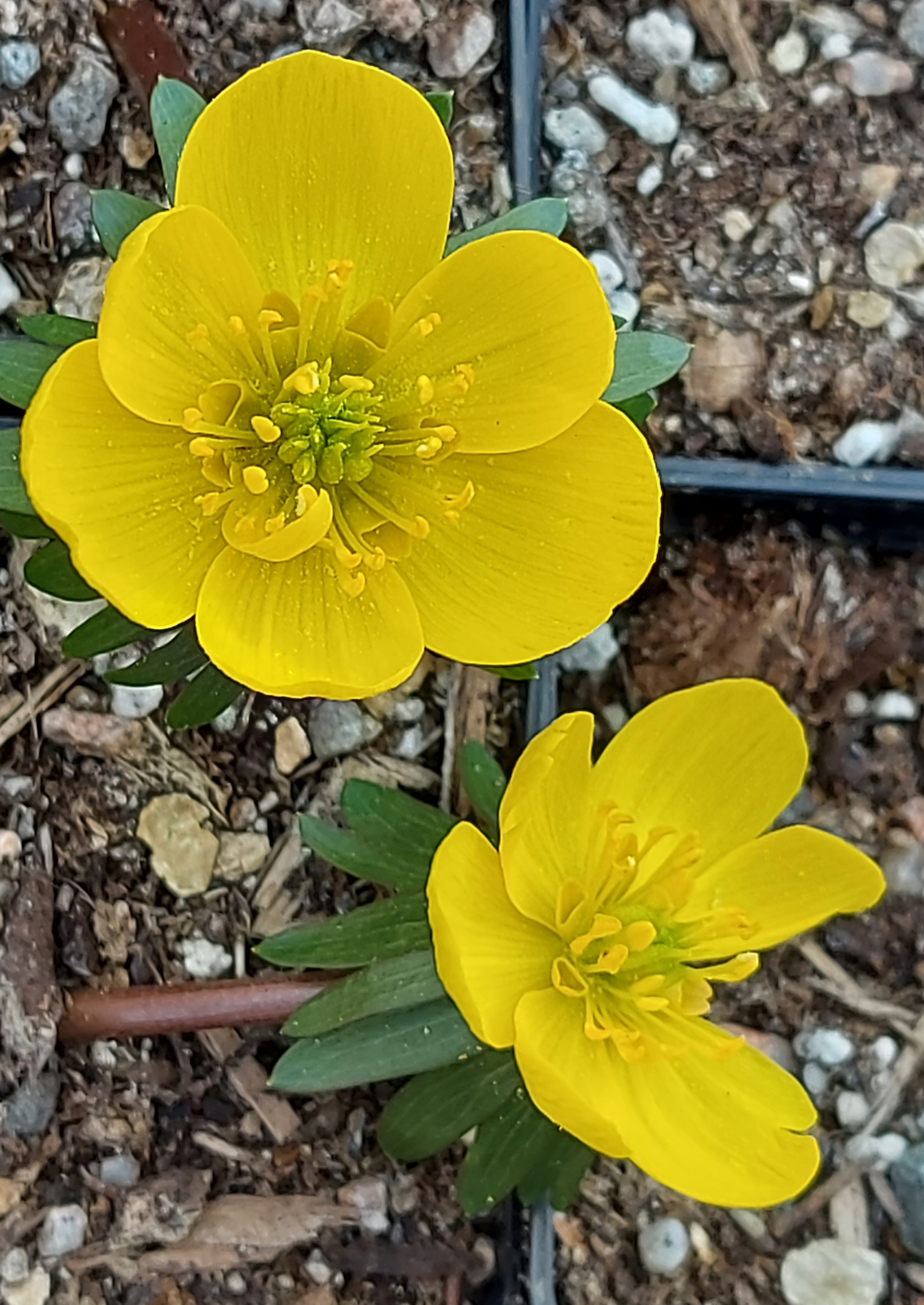 Eranthis tubergenii 