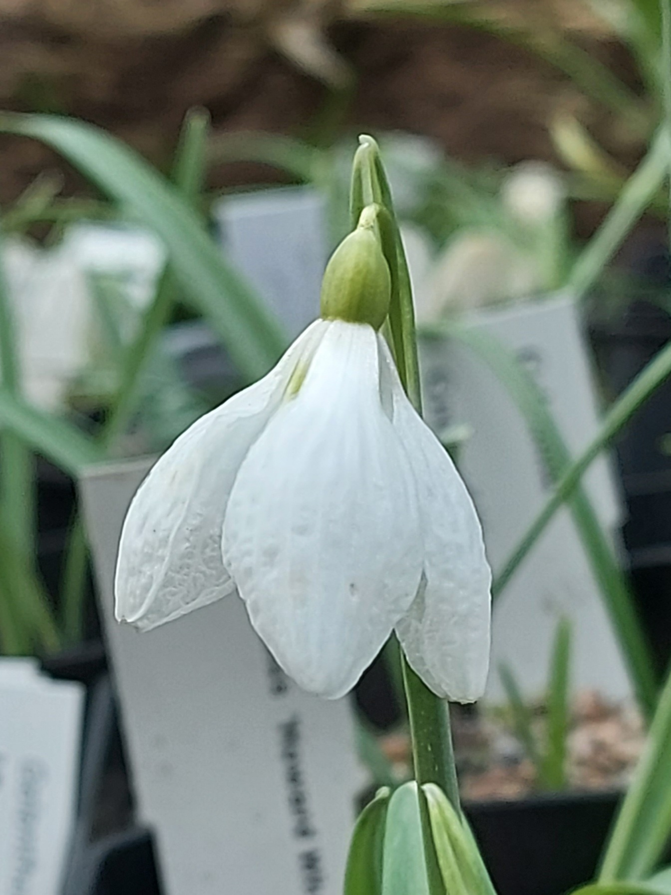 Galanthus Fatty Puff