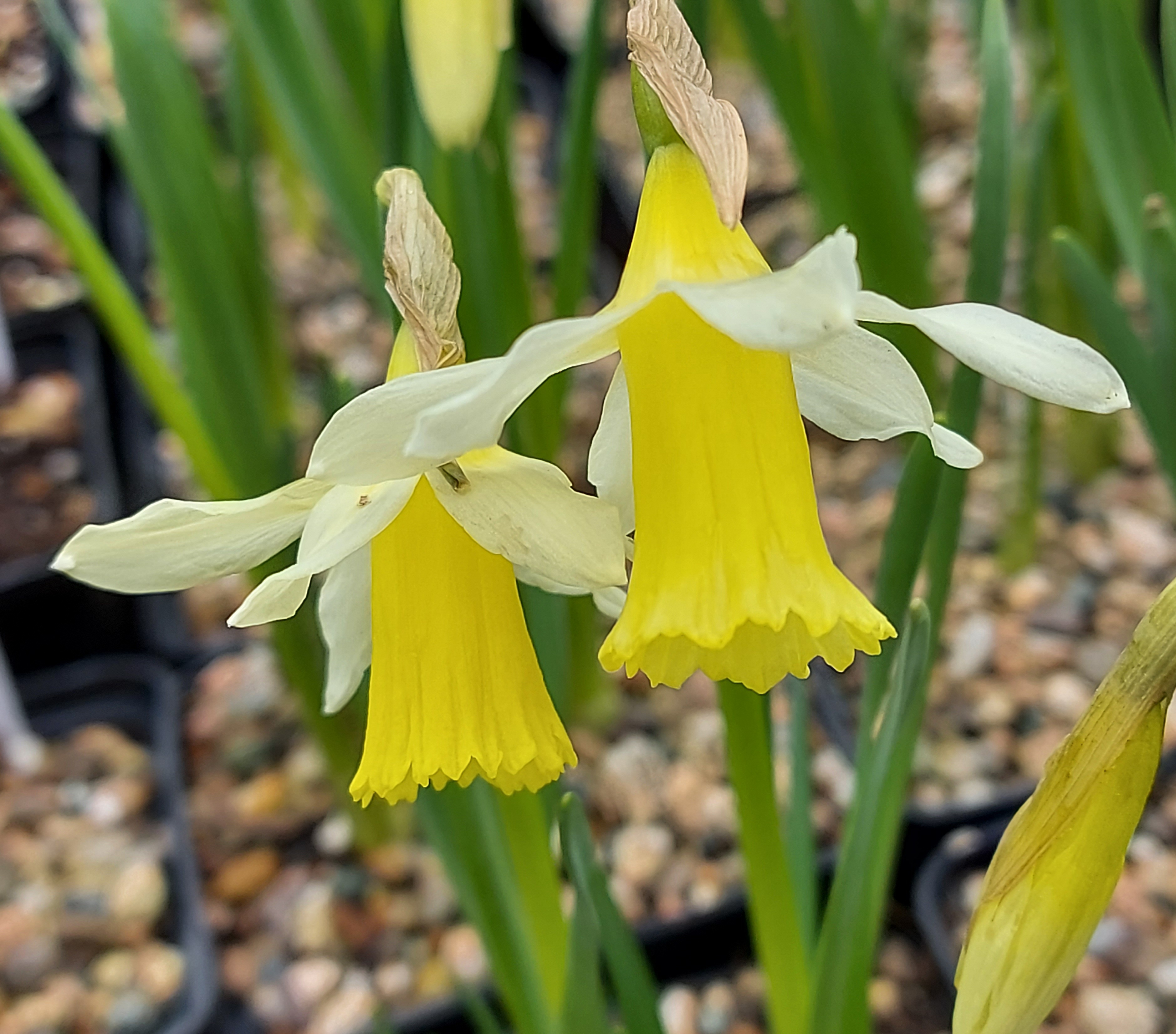 Narcissus Elka