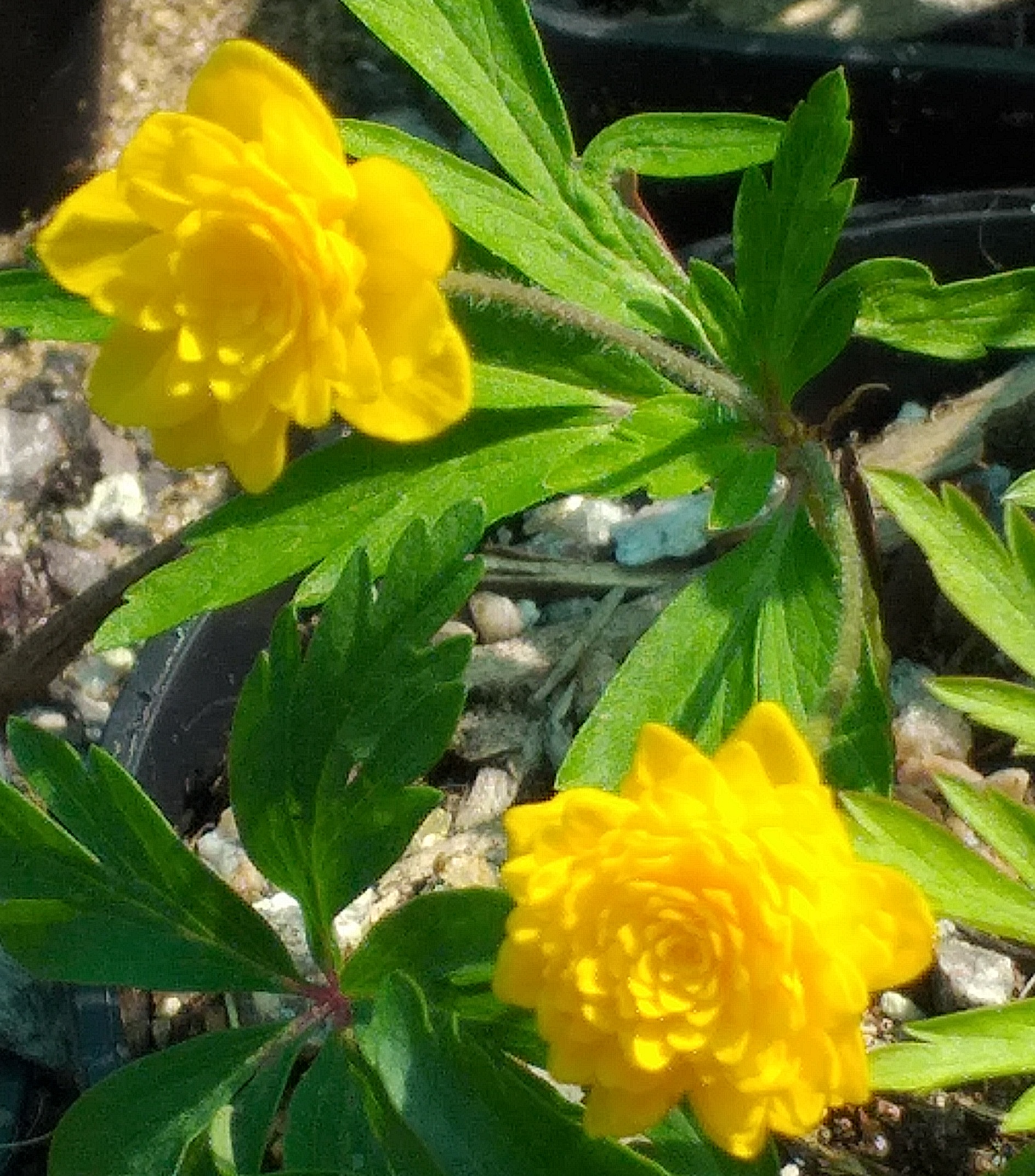 Anemone ranunculoides Terese