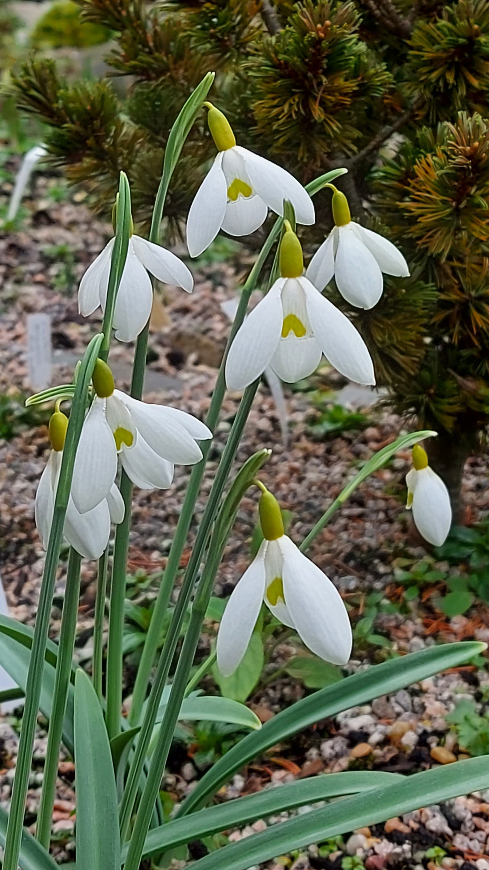Galanthus Dryad Gold Medal