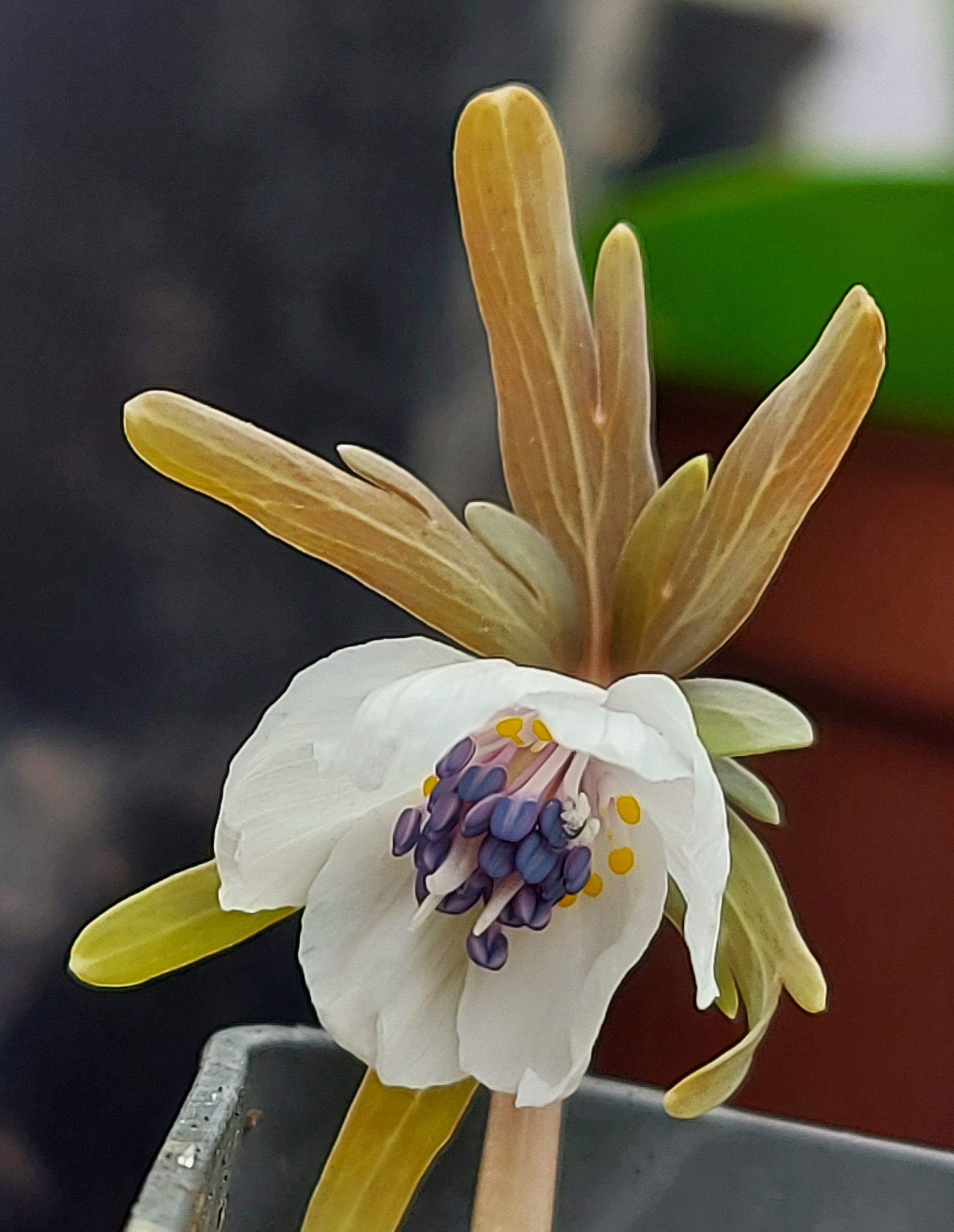 Eranthis pinnatifida